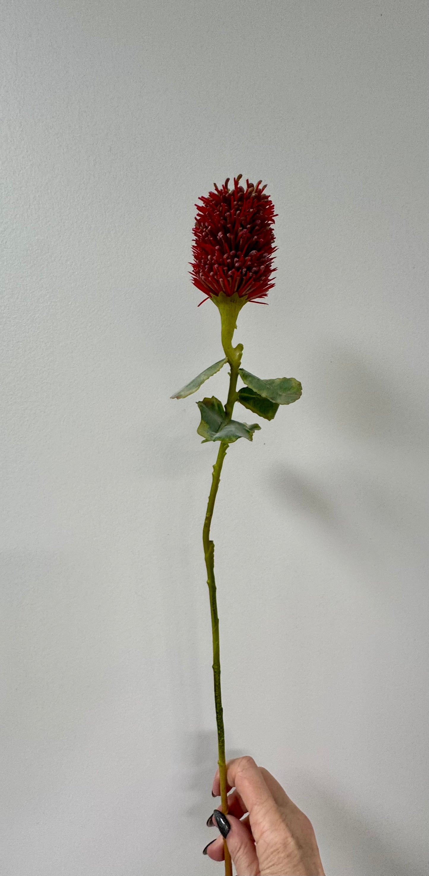 Leucospermum- Red