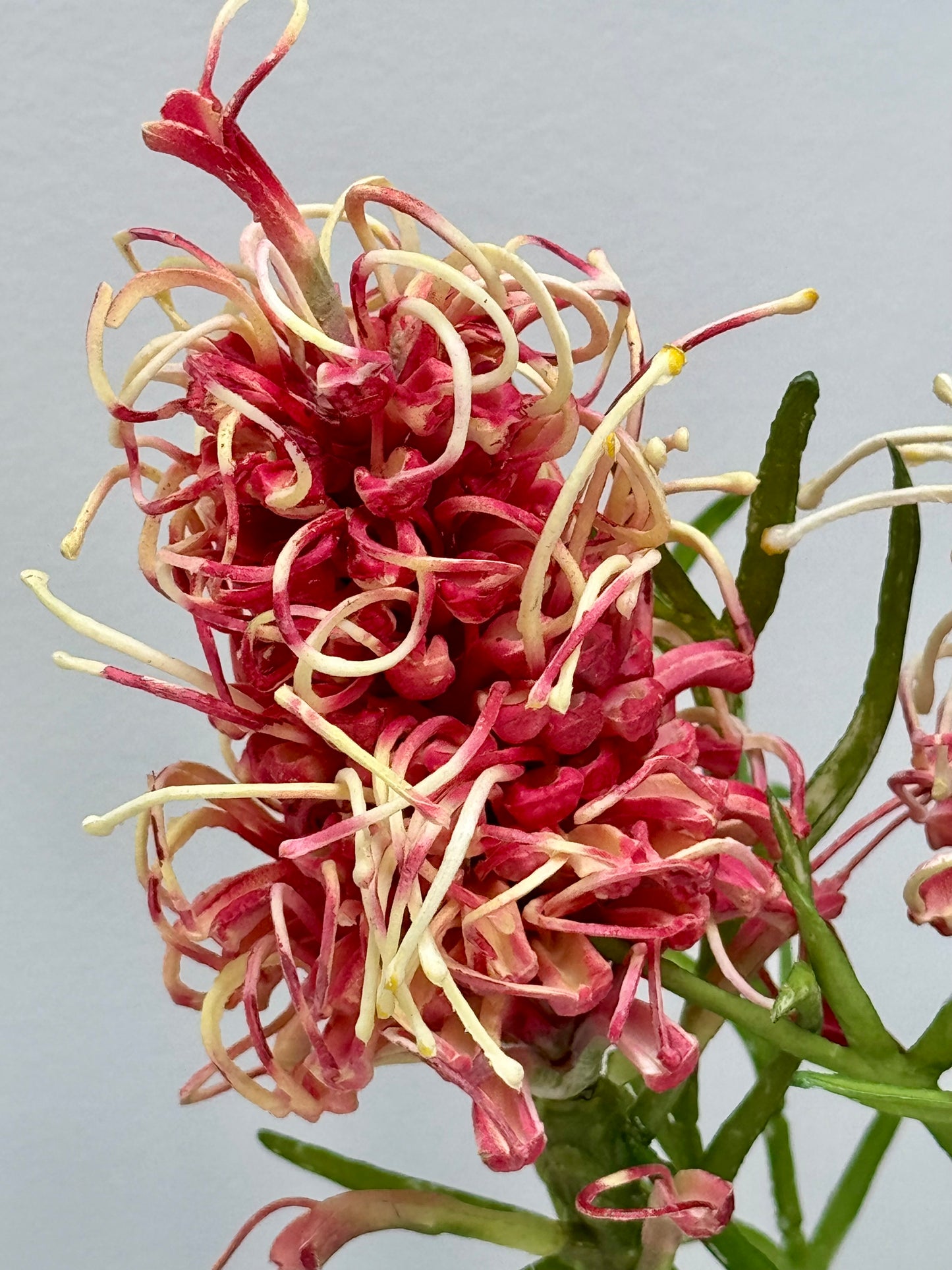 Grevillea-Burgundy/Cream