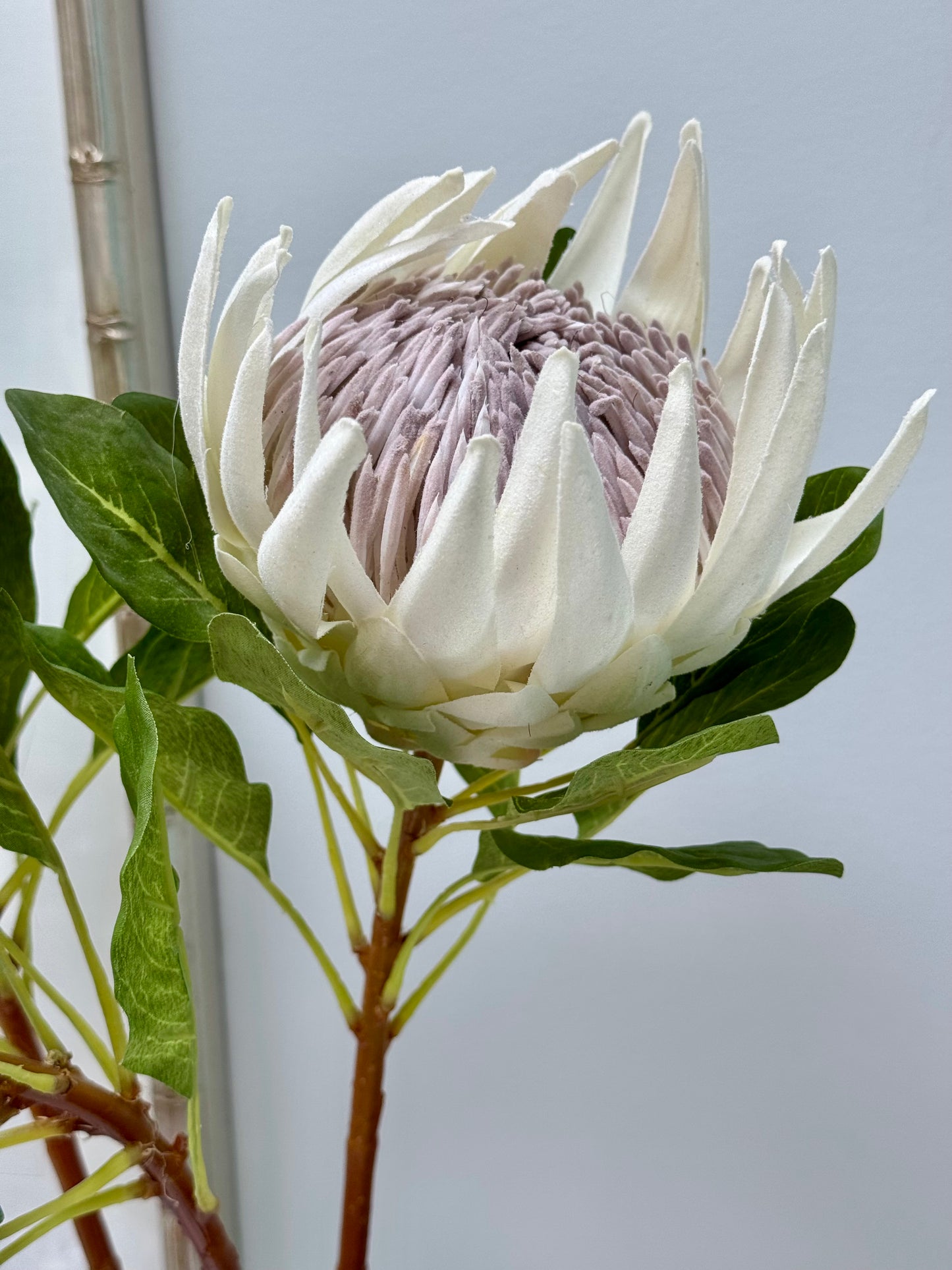 King Protea-Cream