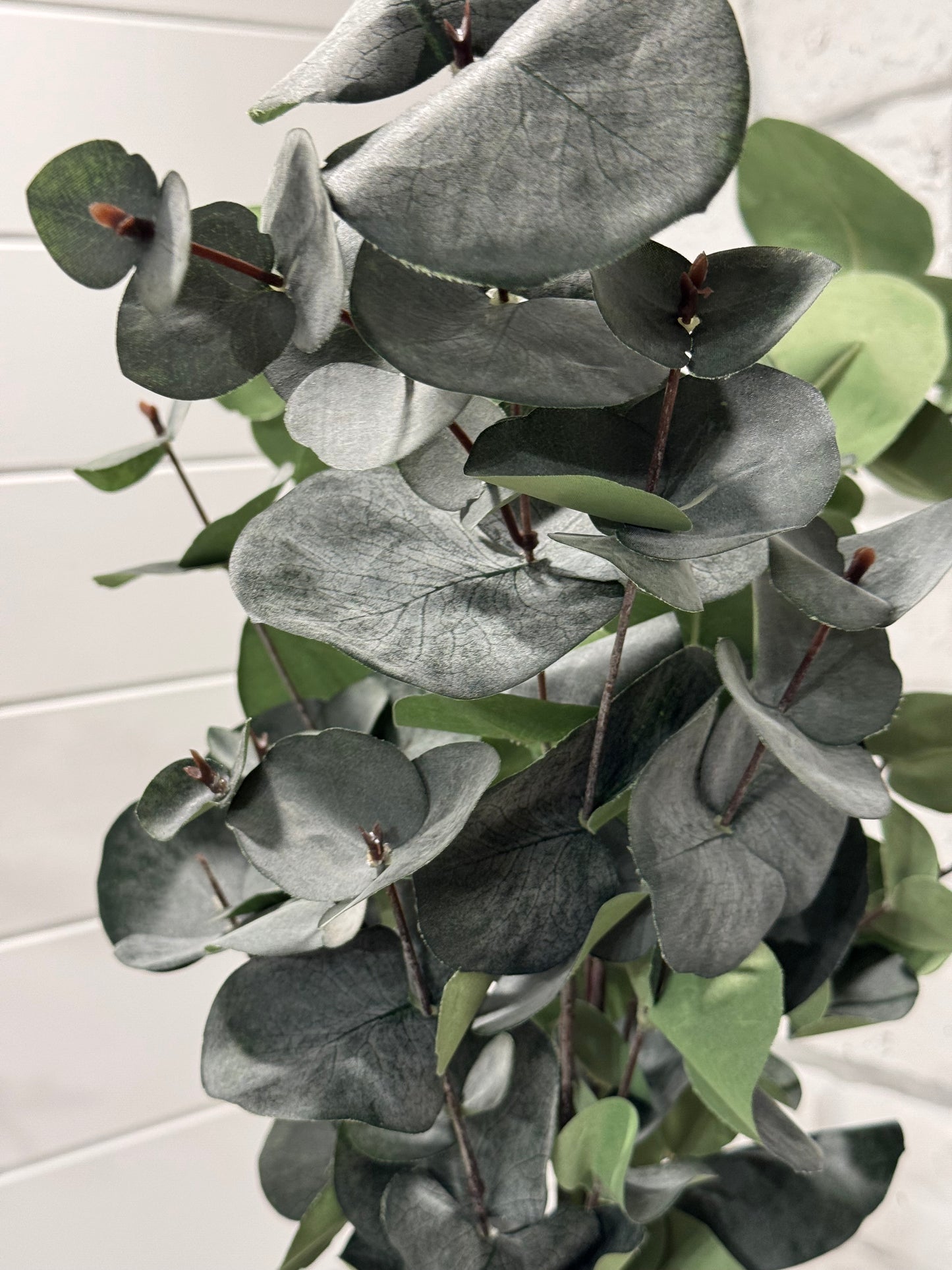 Silver Dollar bush-Green