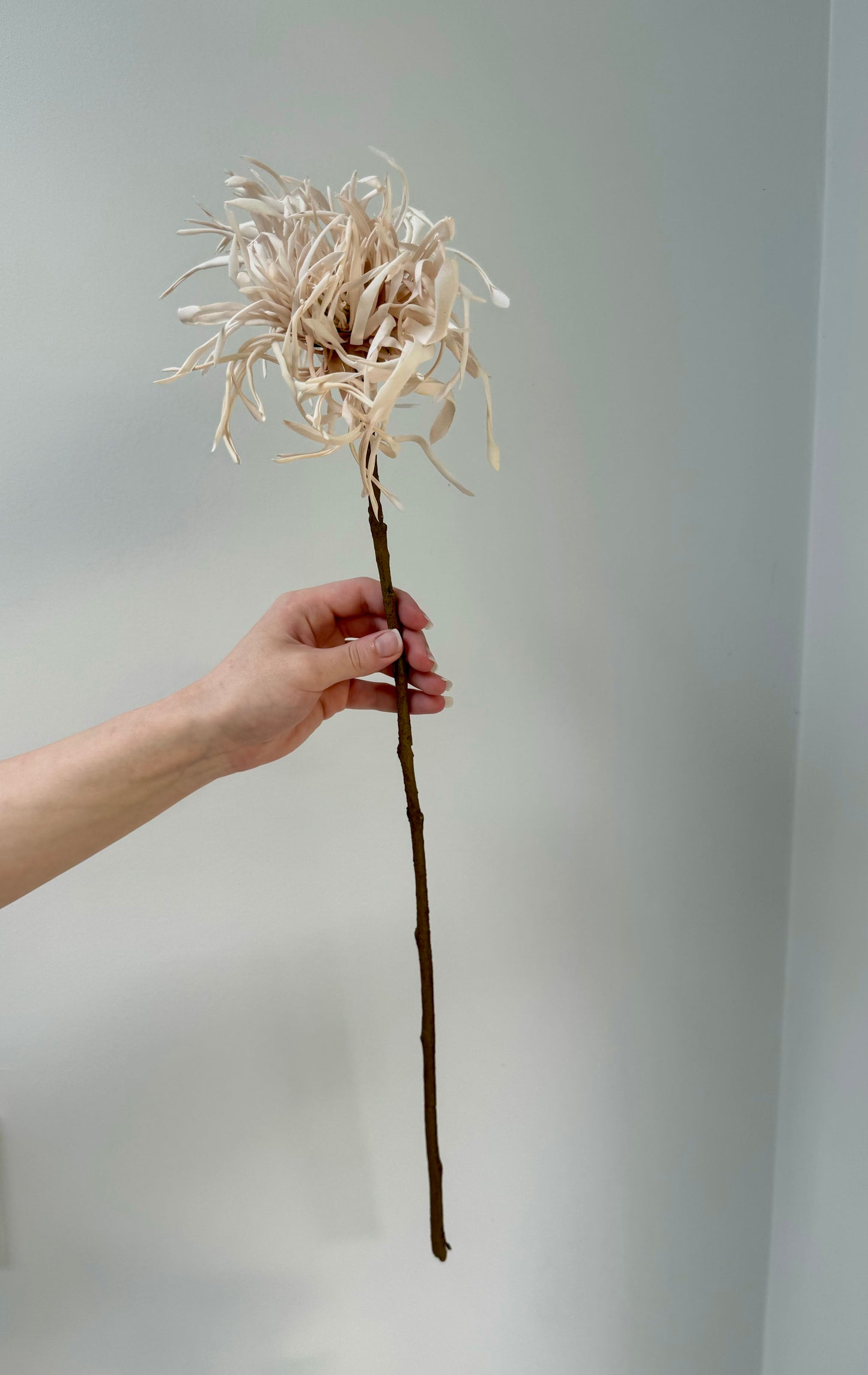 Spider Chrysanthemum-Cream
