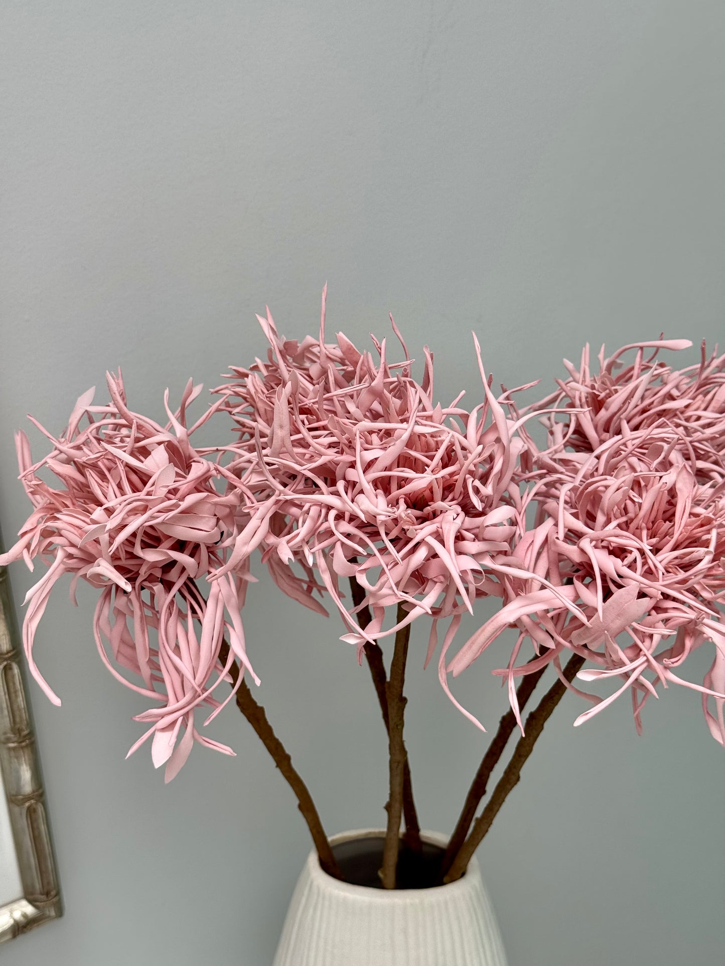 Spider Chrysanthemum-Dusty Pink