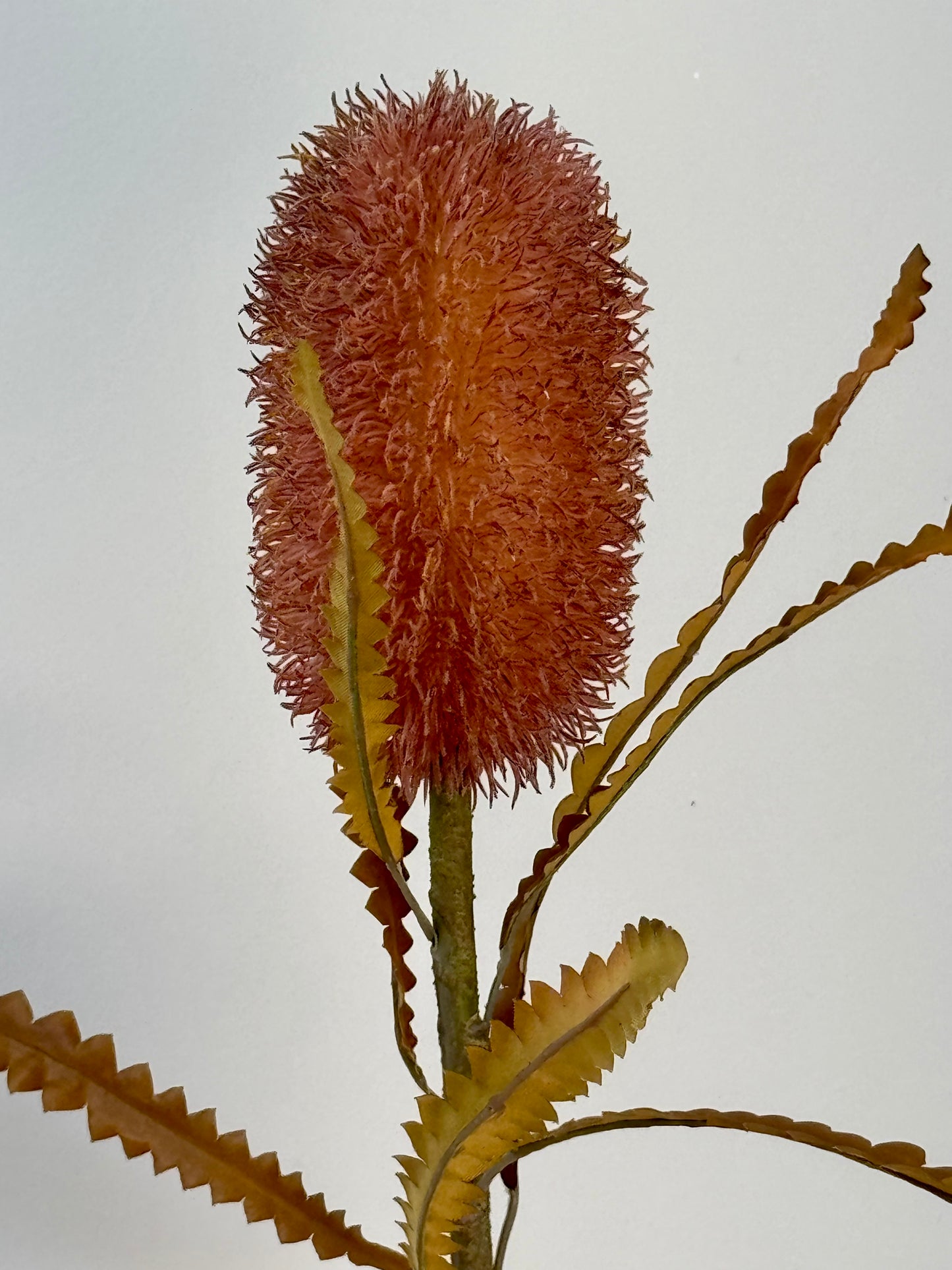 Banksia Serrata- Dusty Pink.