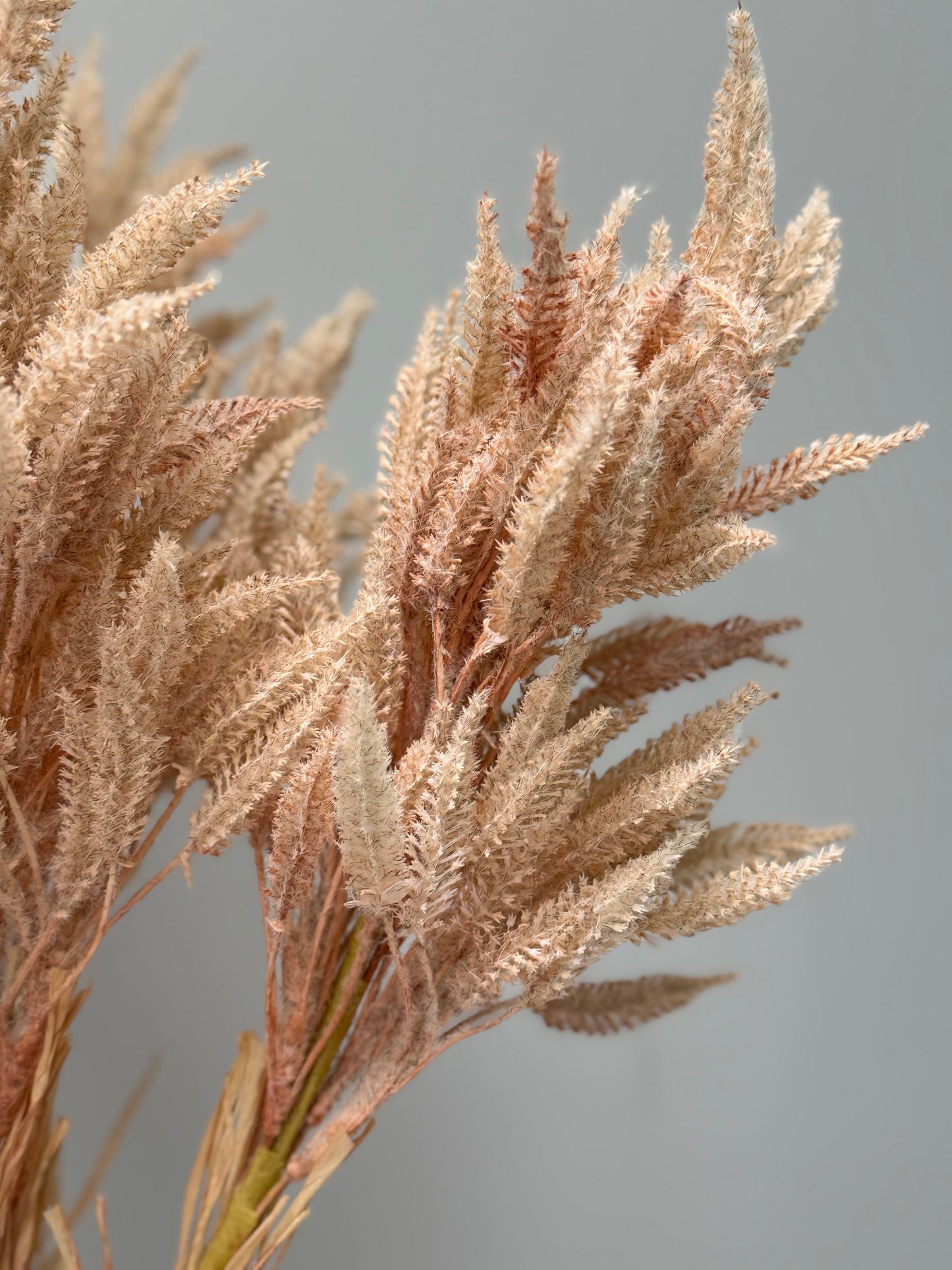 Sorghum-Cream