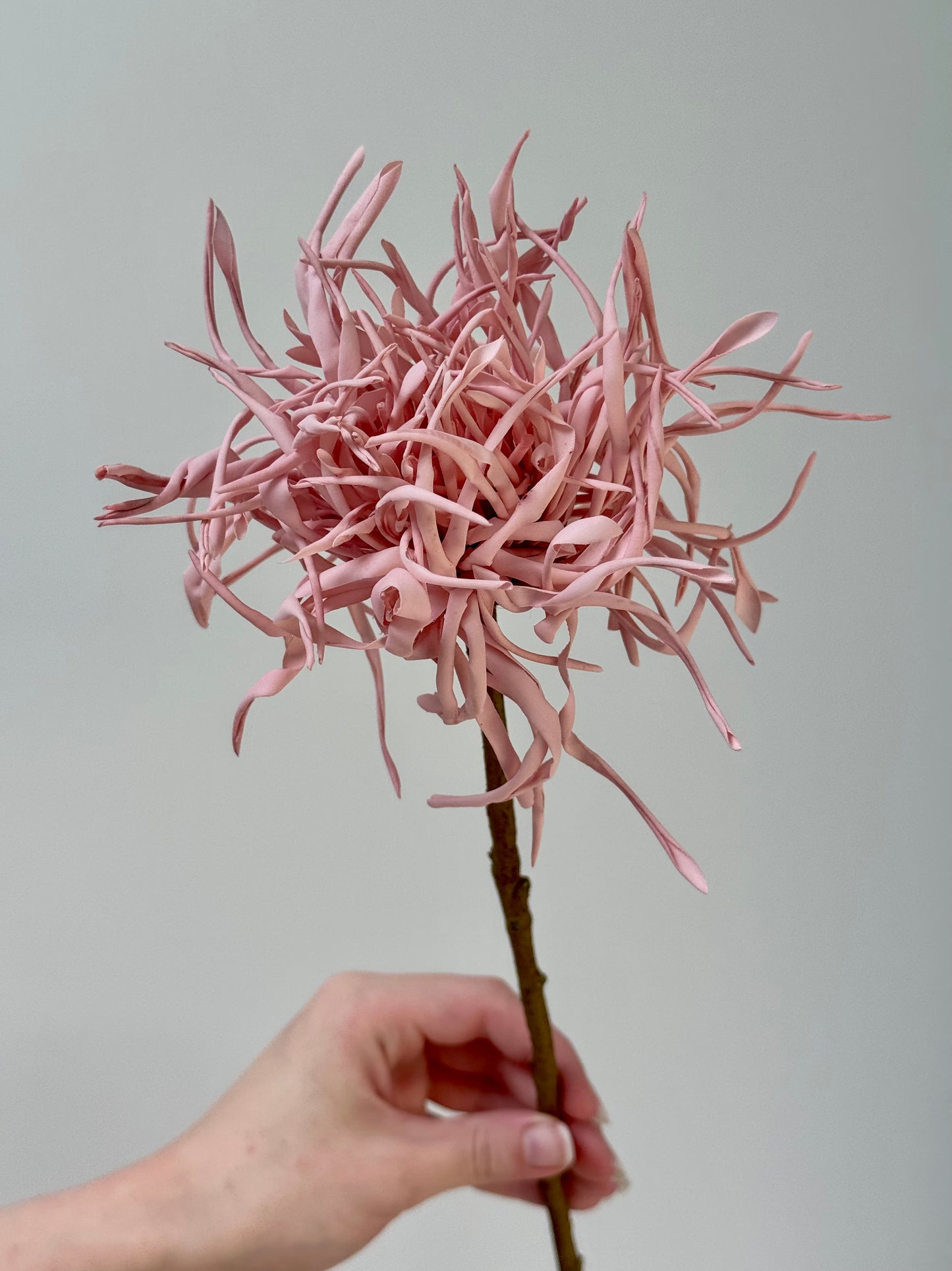 Spider Chrysanthemum-Dusty Pink