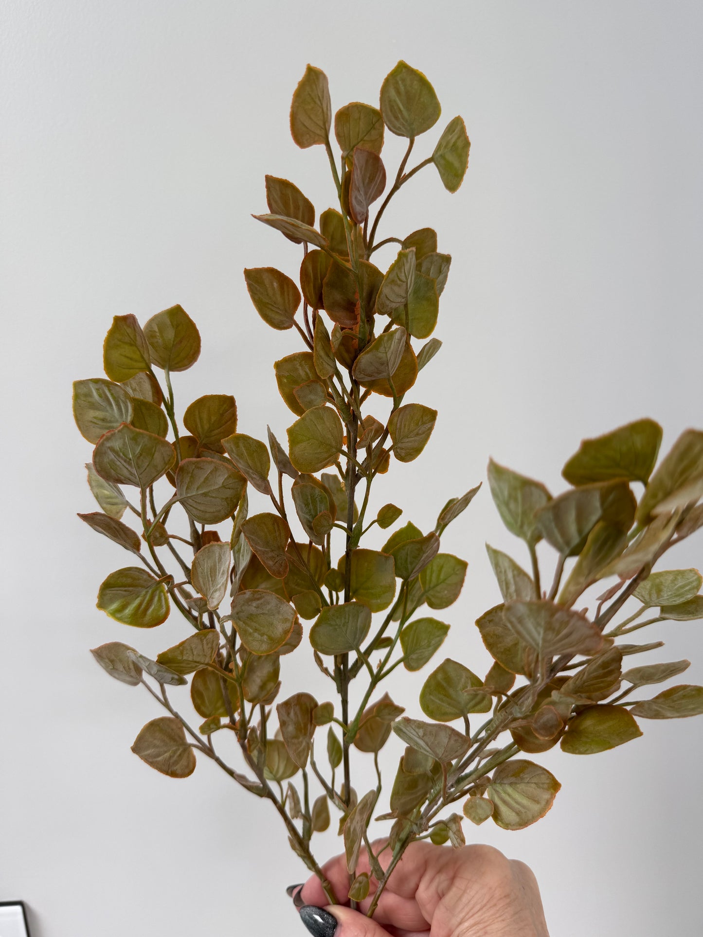 Cordate leaf spray-rust/green