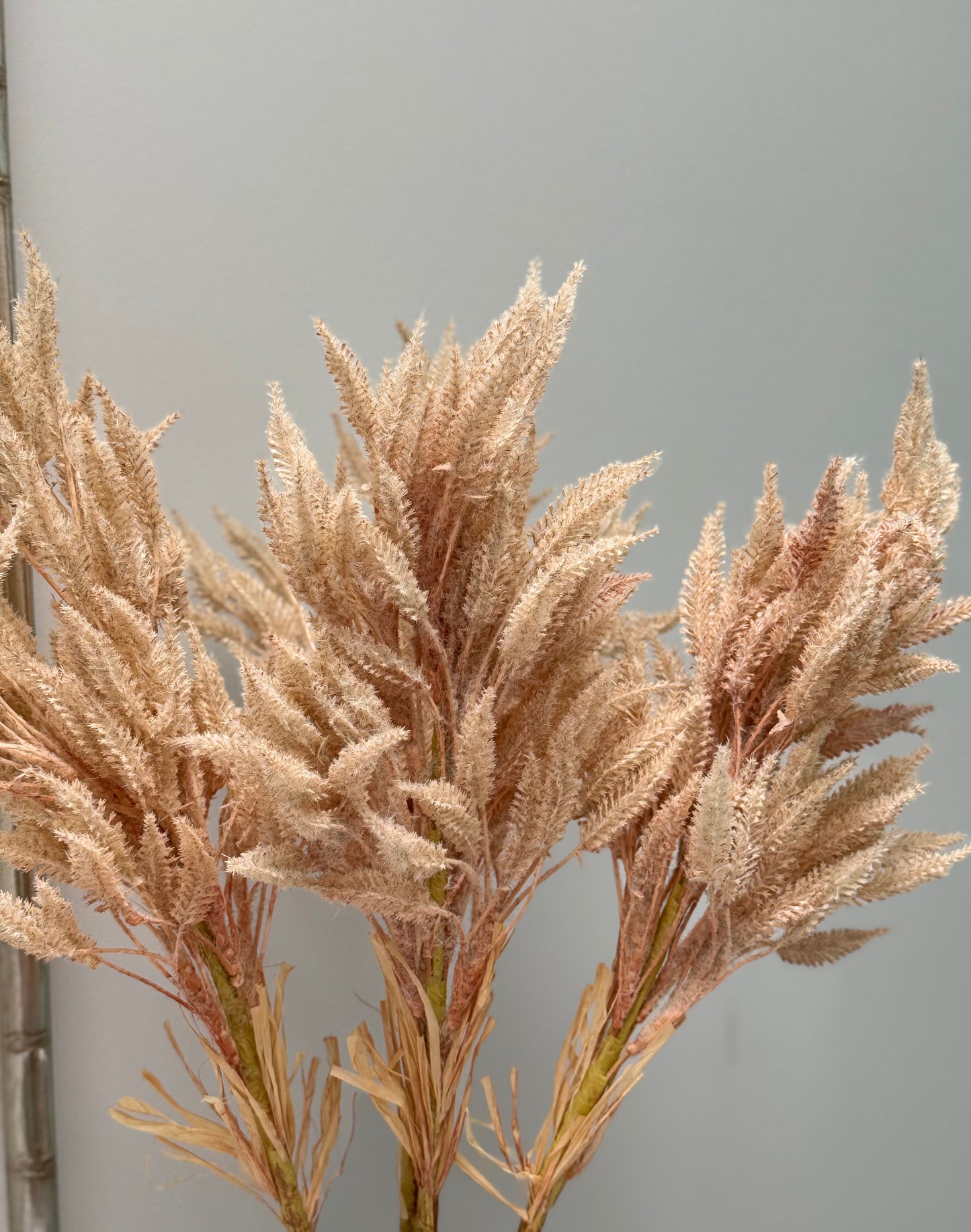 Sorghum-Cream