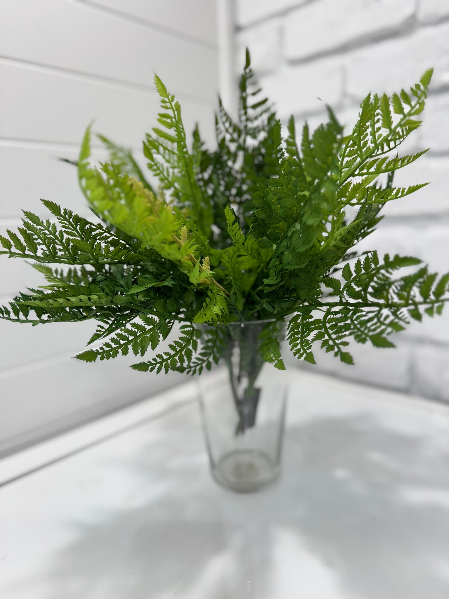 Leather fern bush