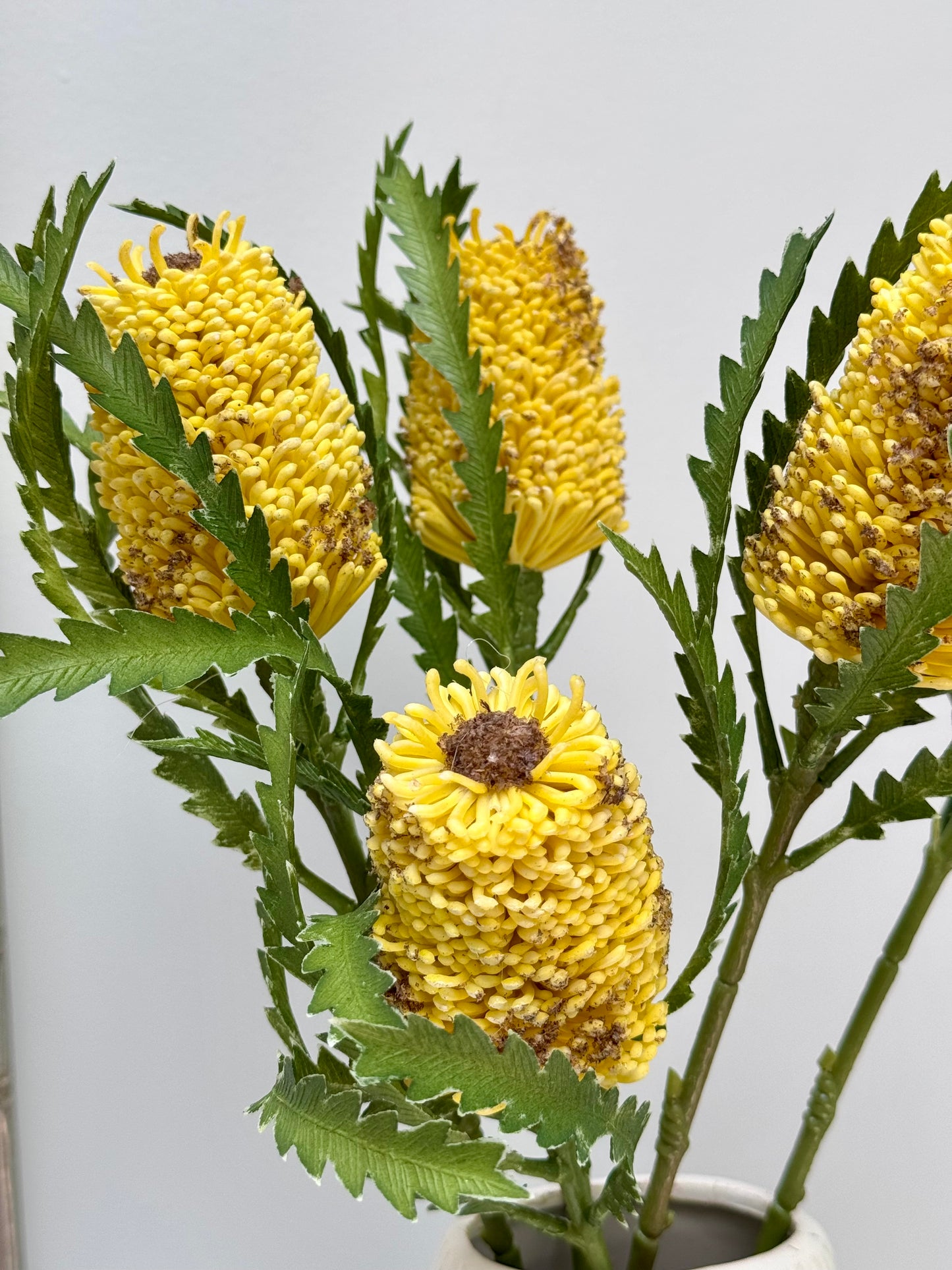 Pencil Banksia-Yellow