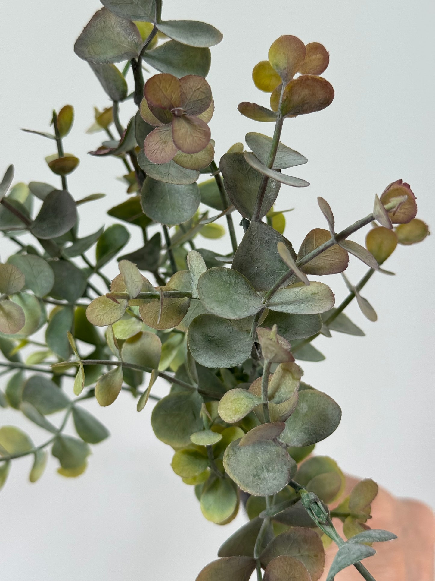 Eucalypt bunch-Olive green