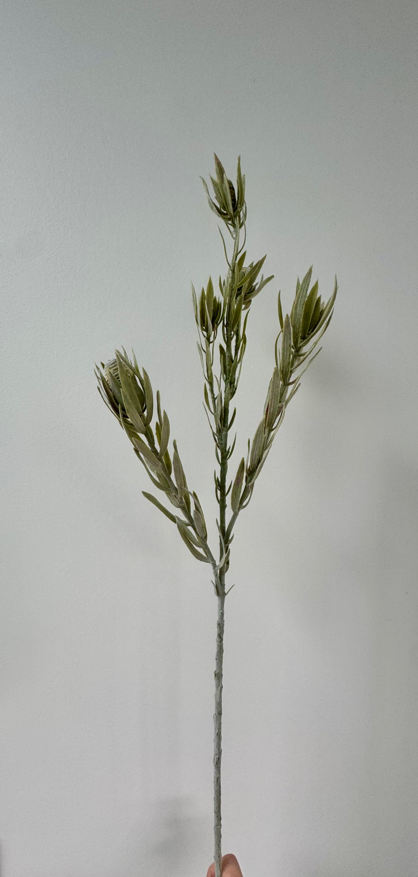Leucadendron nut spray