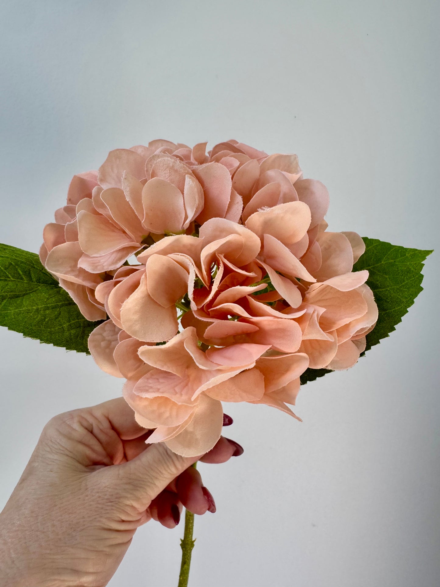 Hydrangea-Blush
