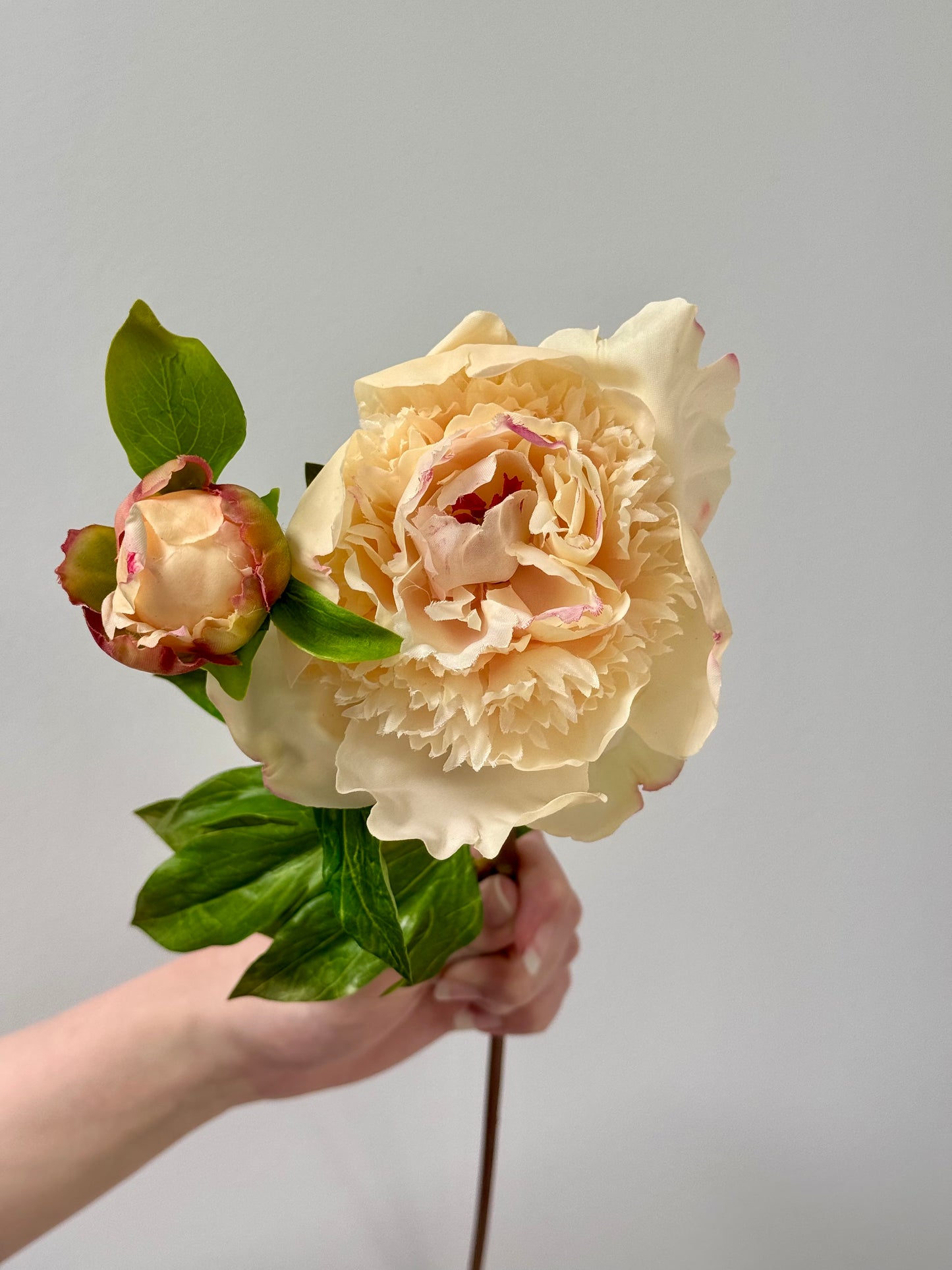 Peony- Champagne