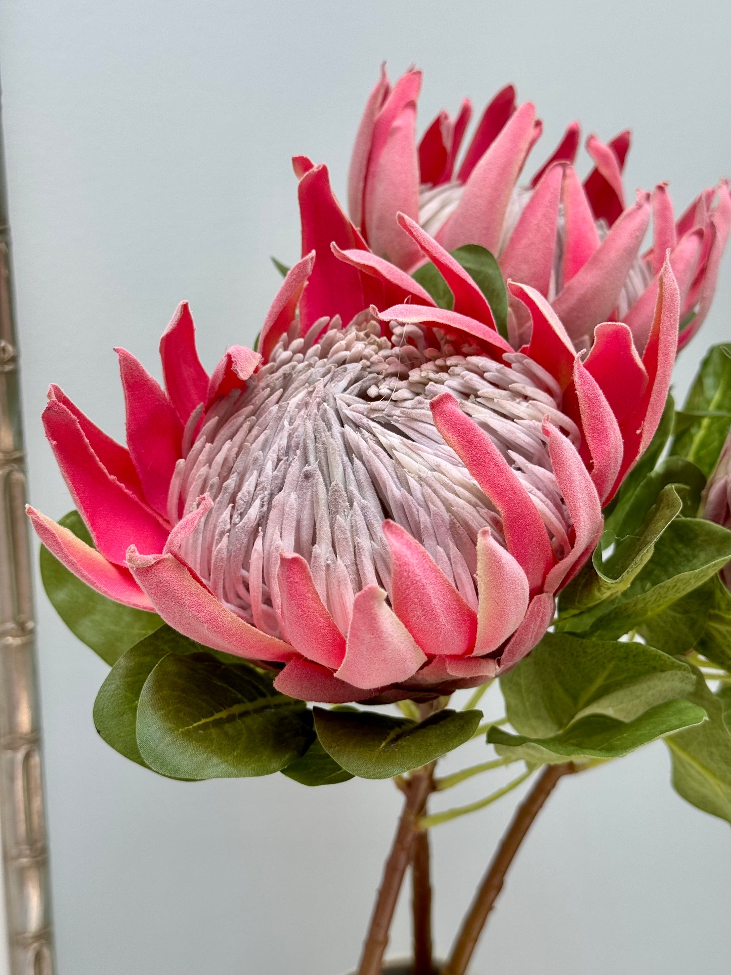 King Protea-Pink