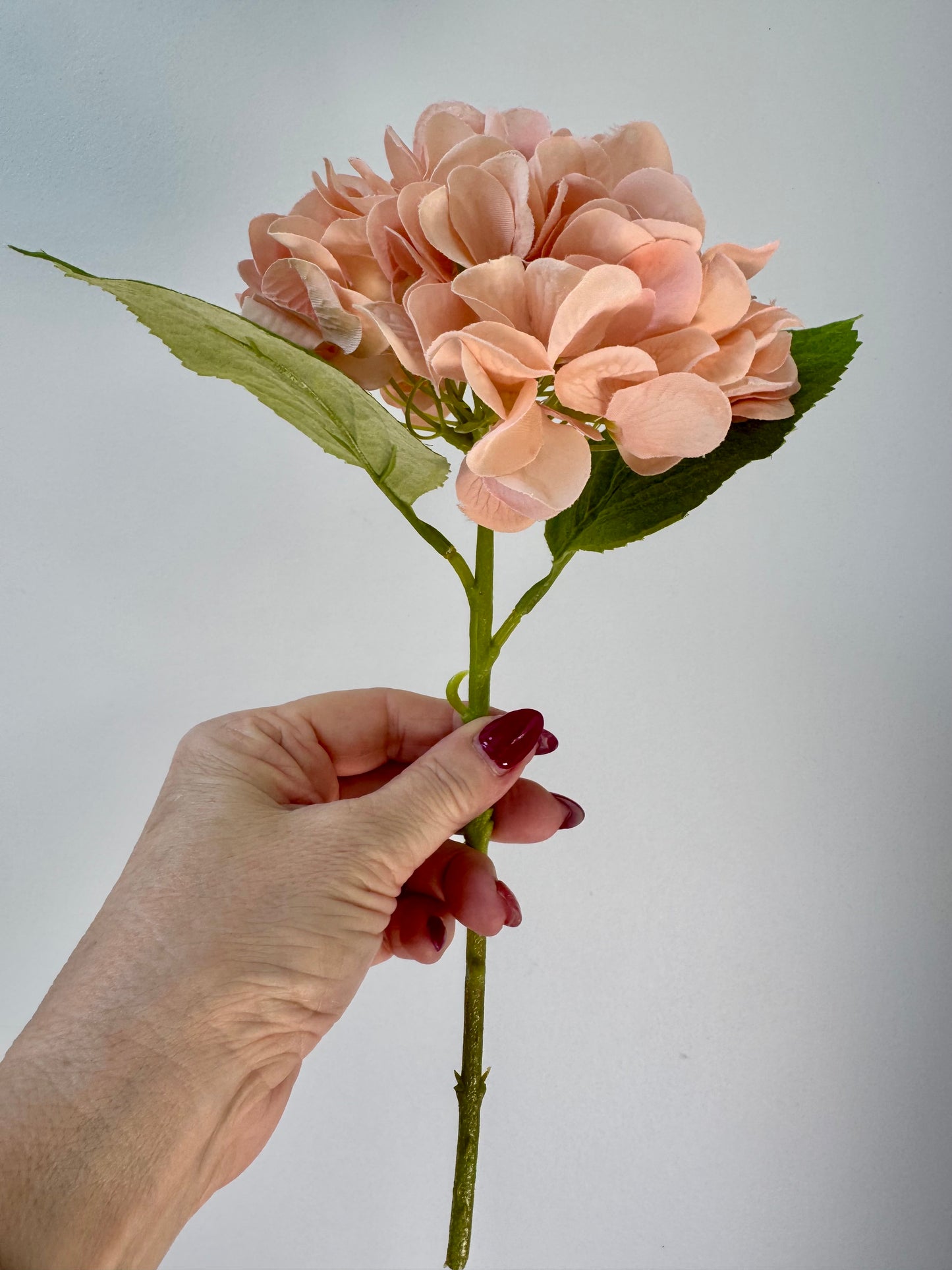 Hydrangea-Blush