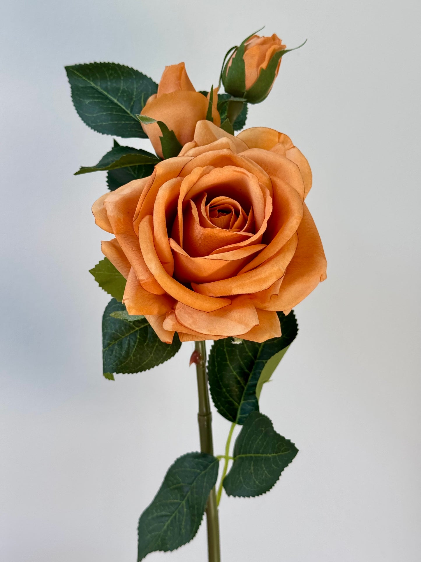 Lisa Rose Spray-Toffee