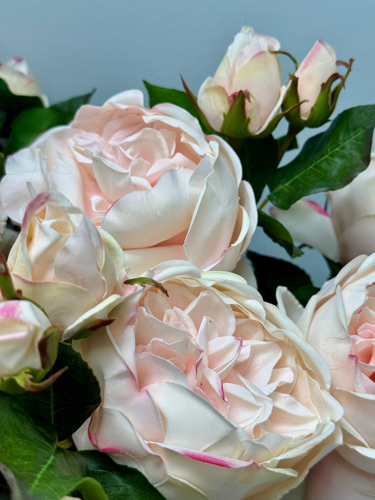 English Rose- Champagne