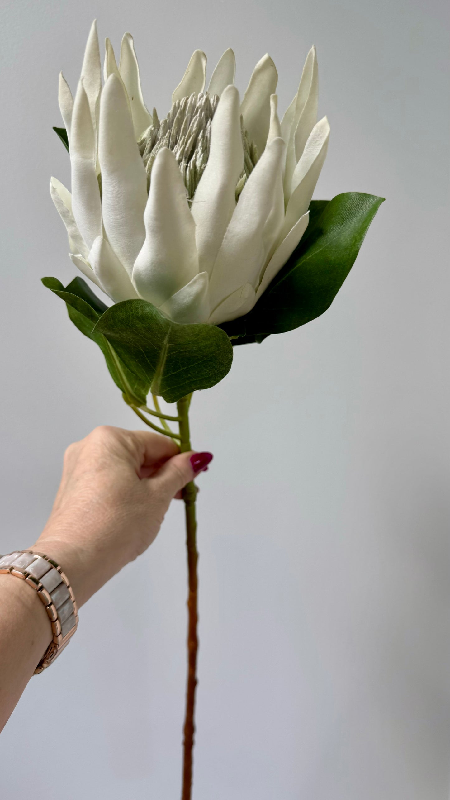 King Protea-White.