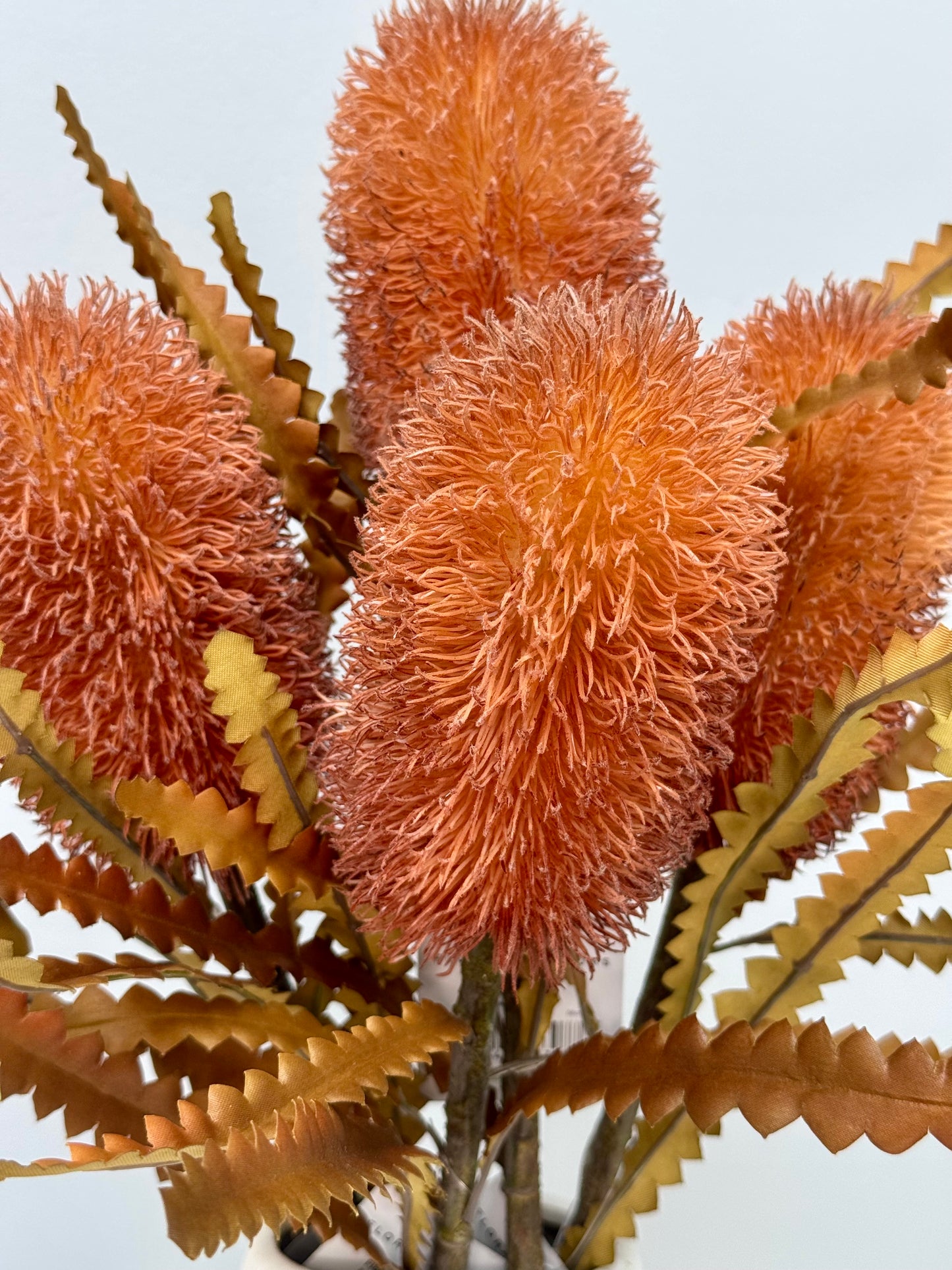 Banksia Serrata- Rust