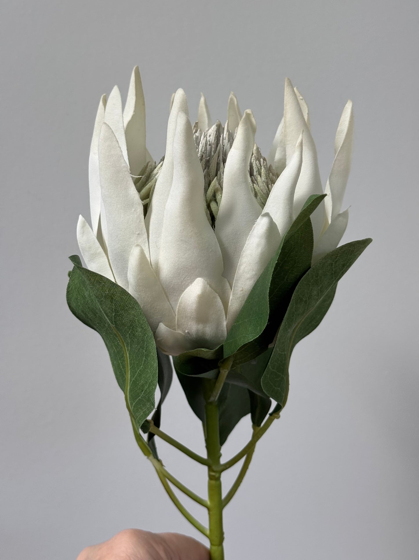 King Protea-White.