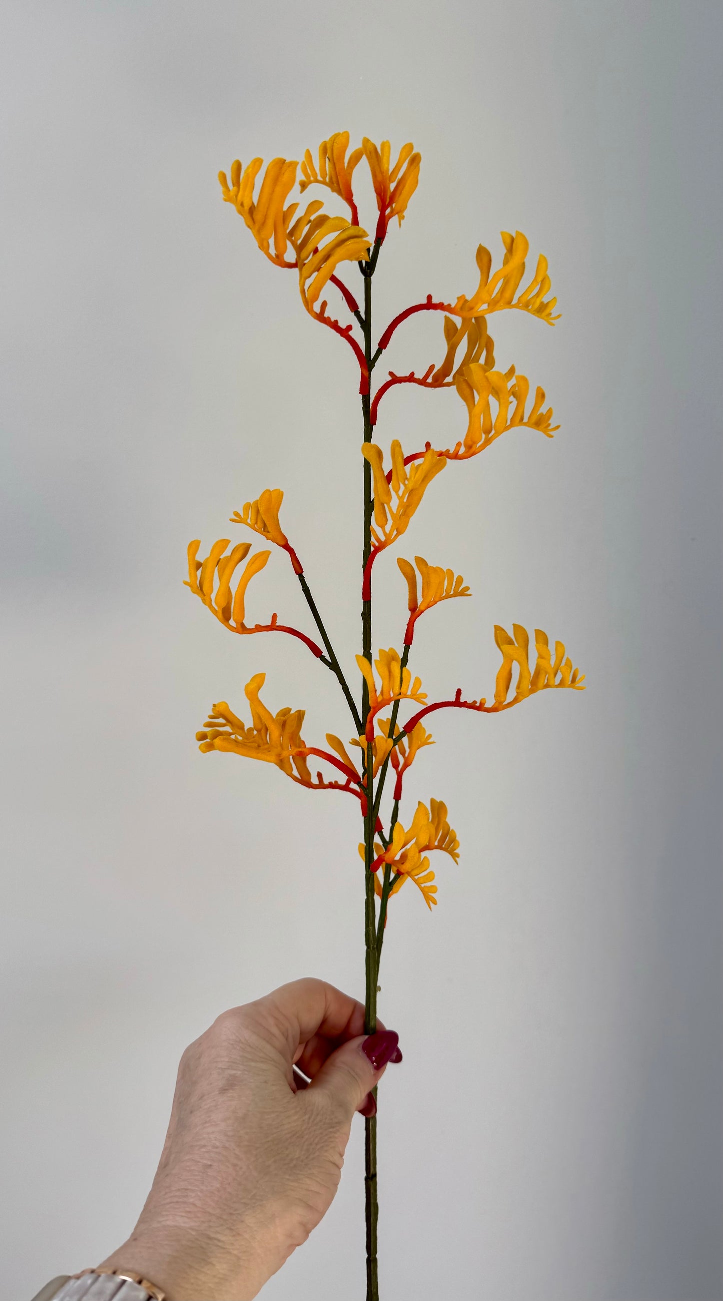 Kangeroo Paw- Yellow/Orange