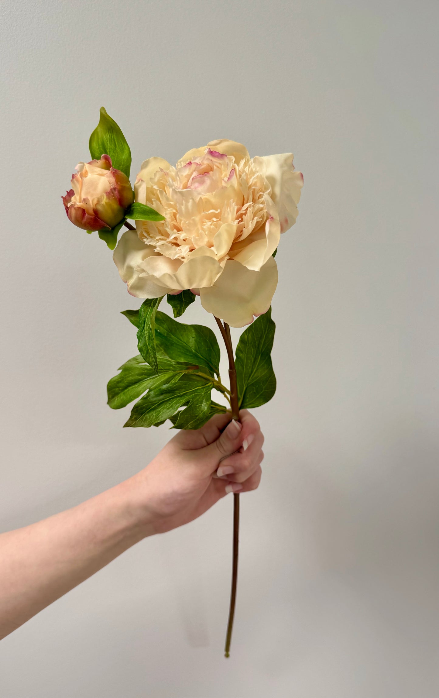 Peony- Champagne