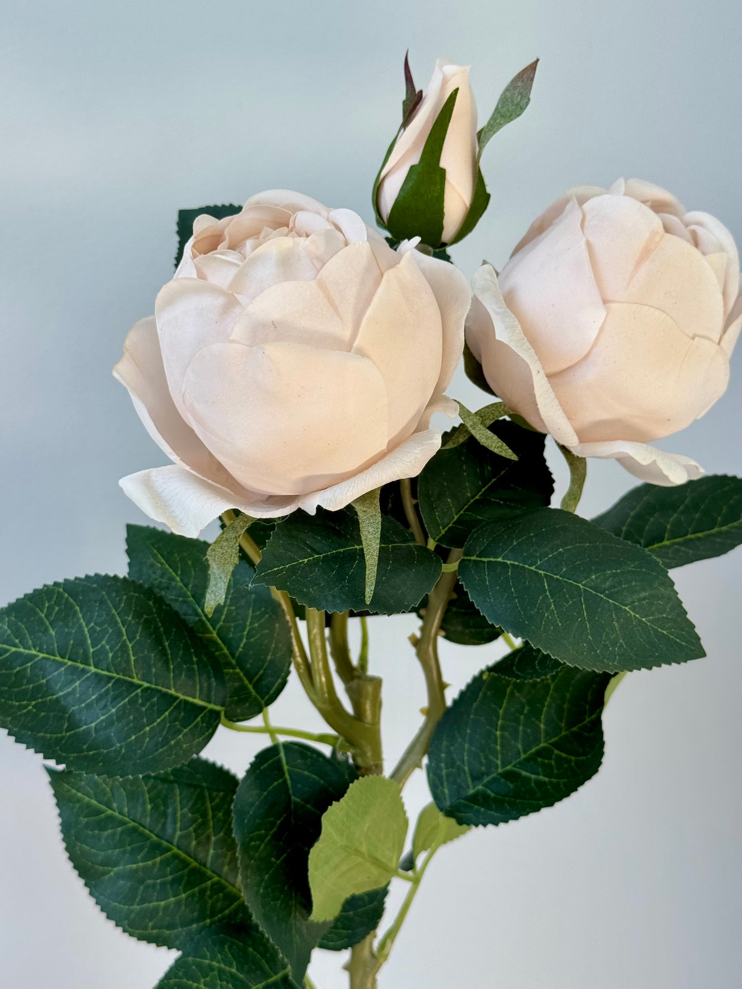 Adele Rose Spray-Soft Pink