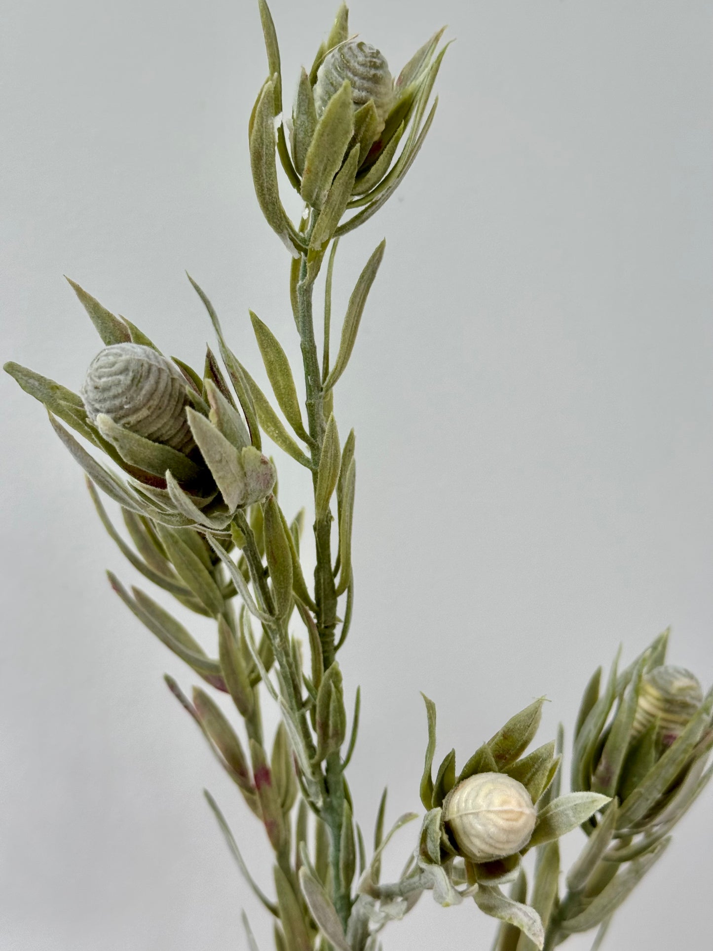 Leucadendron nut spray