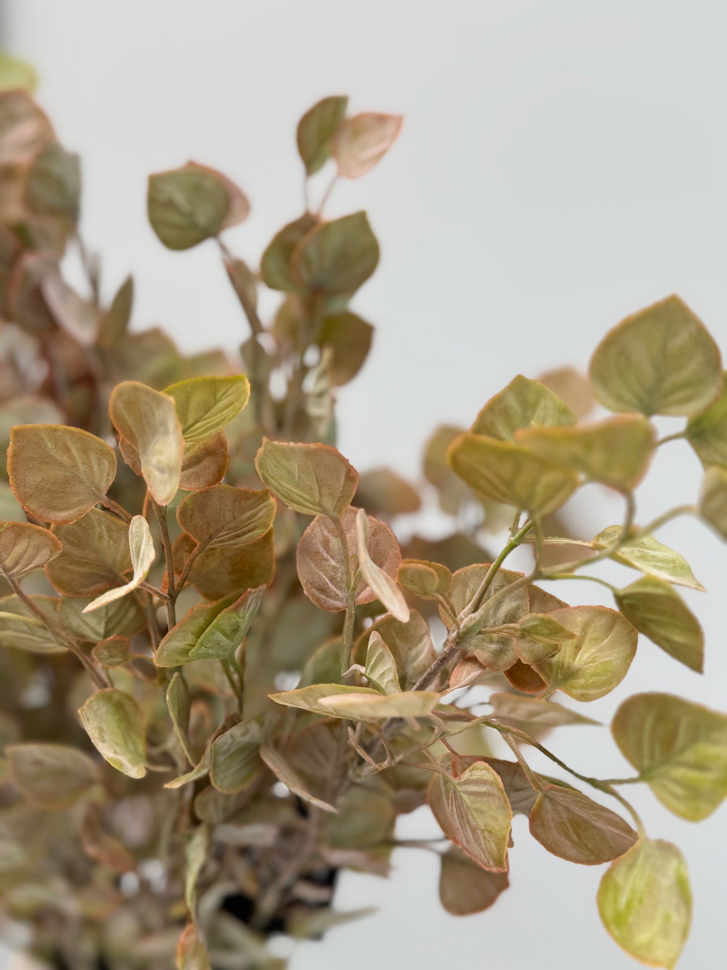 Cordate leaf spray-rust/green