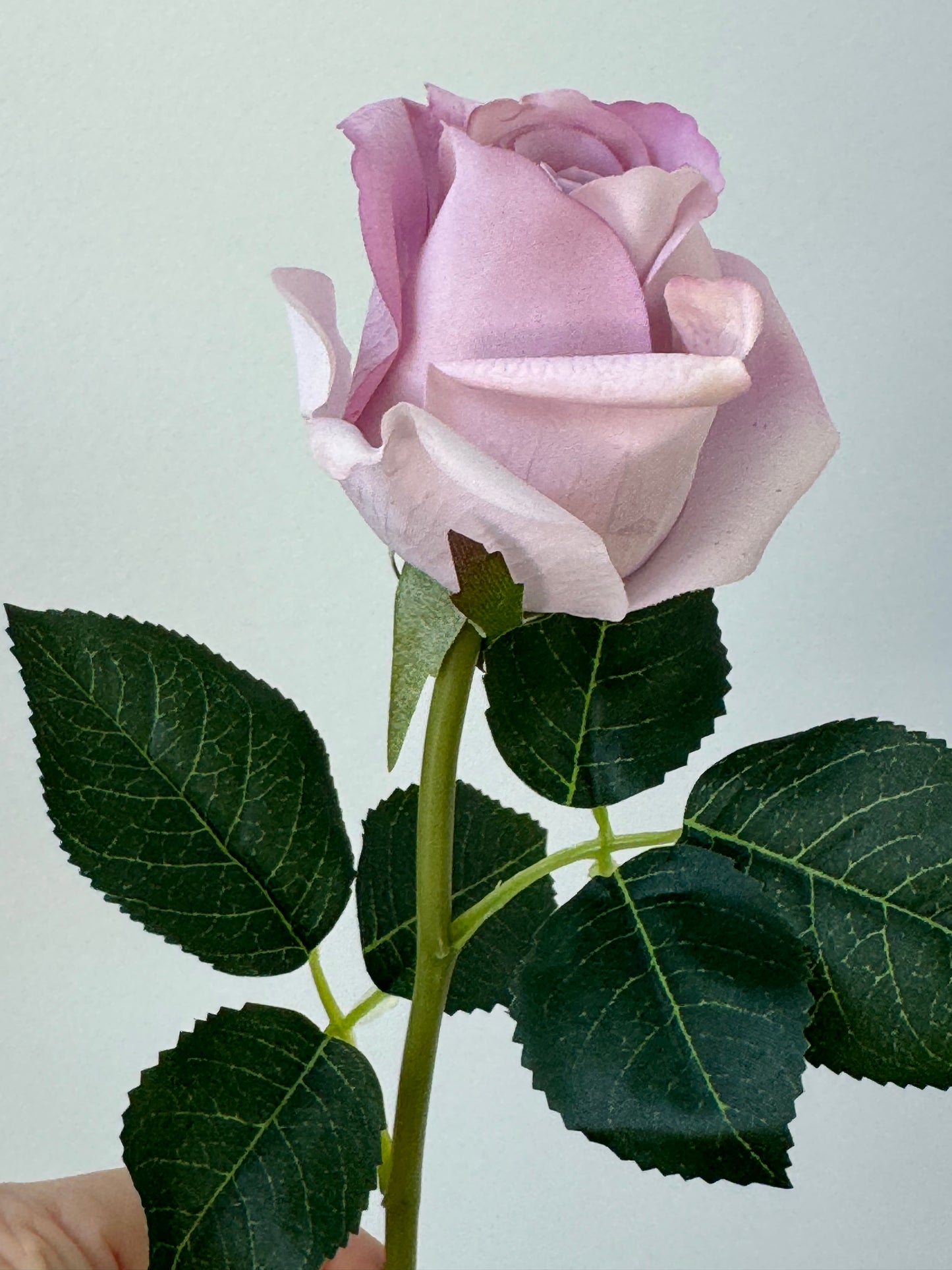 Rosebud Open Bella-Lavender