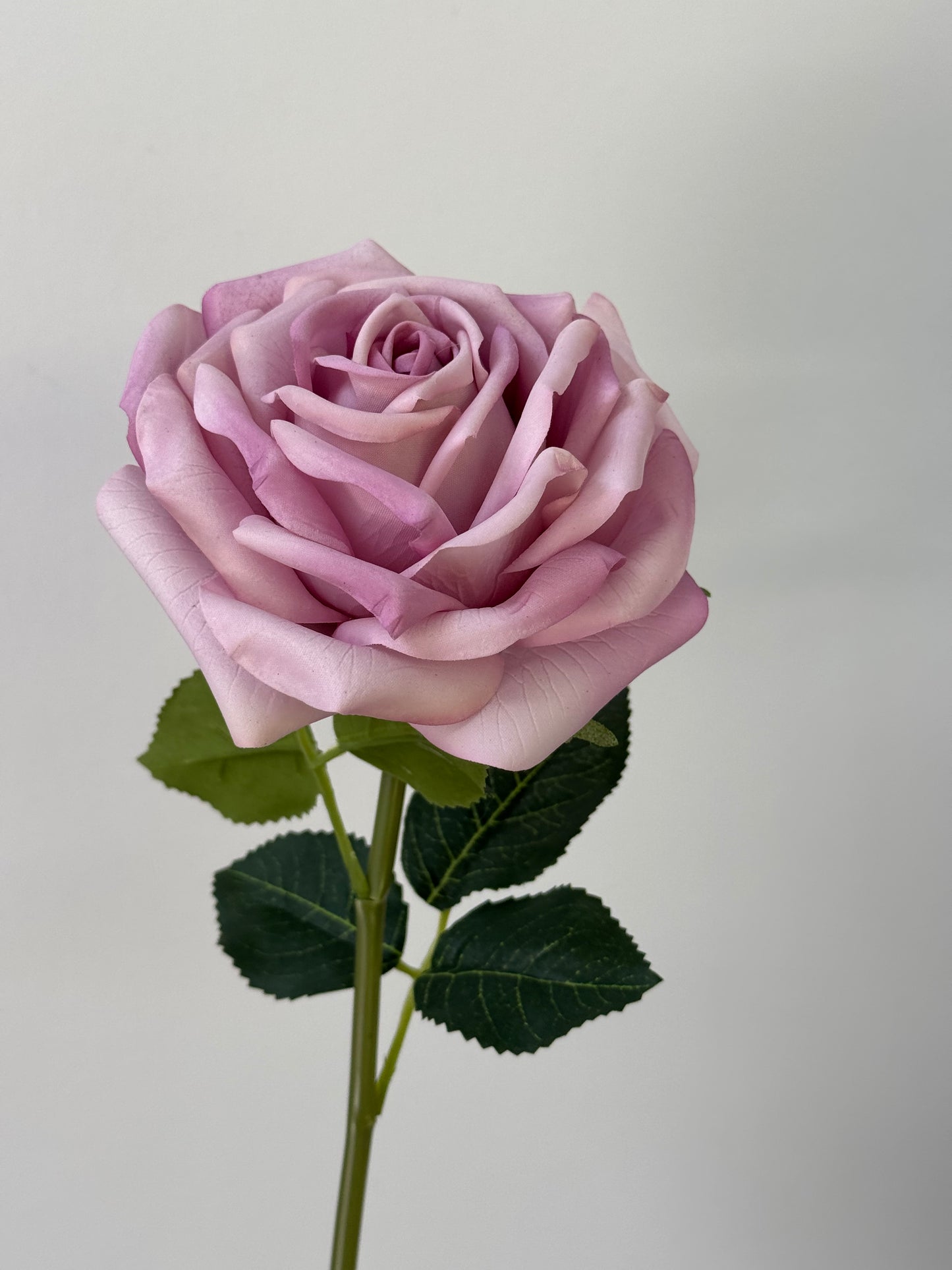 Bella Rose Bella-Lavender