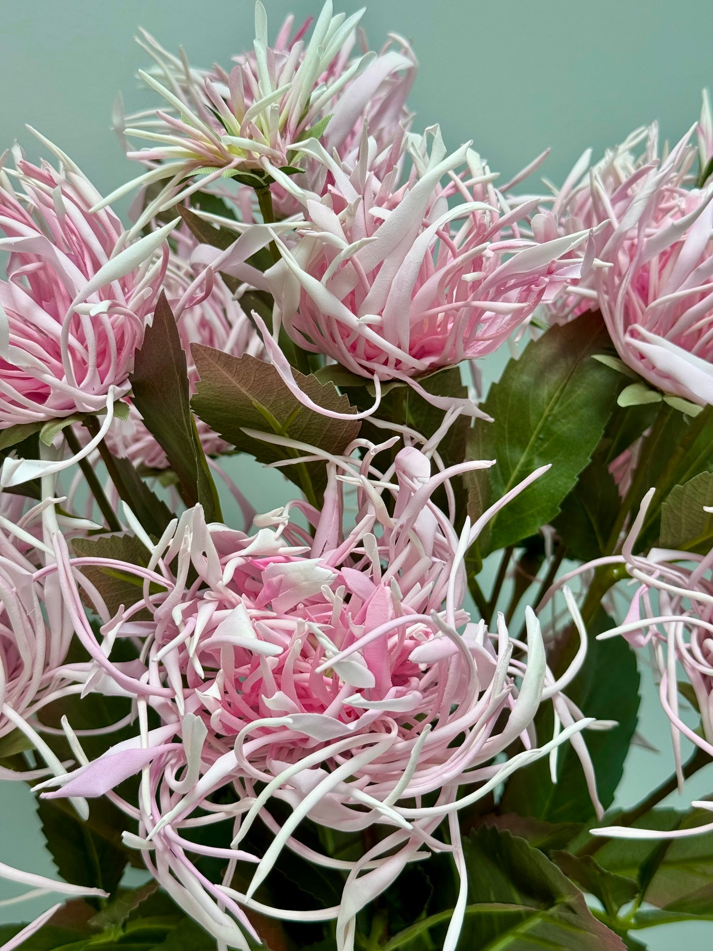 Spider Chrysanthemum Spray- Pink