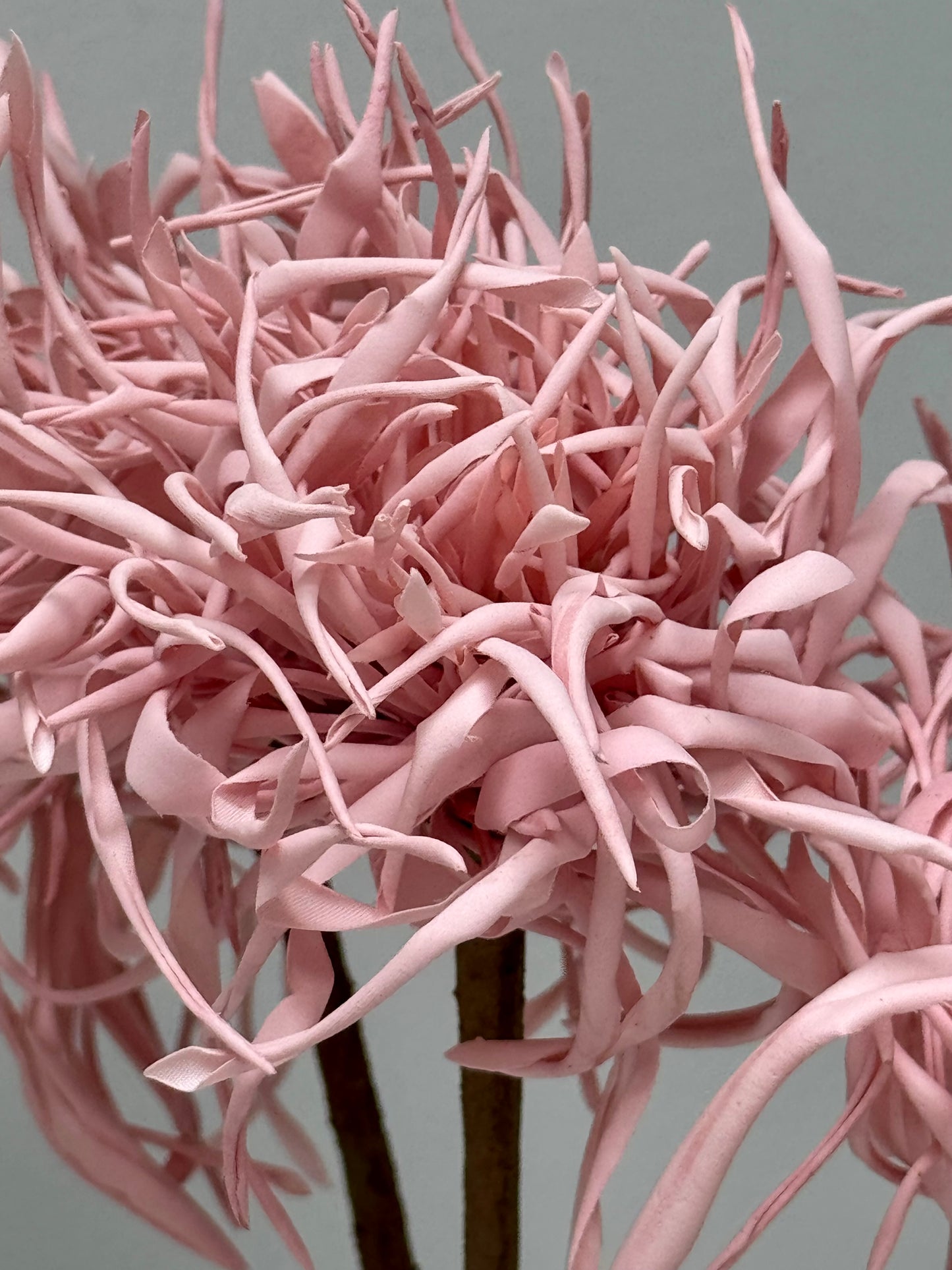 Spider Chrysanthemum-Dusty Pink