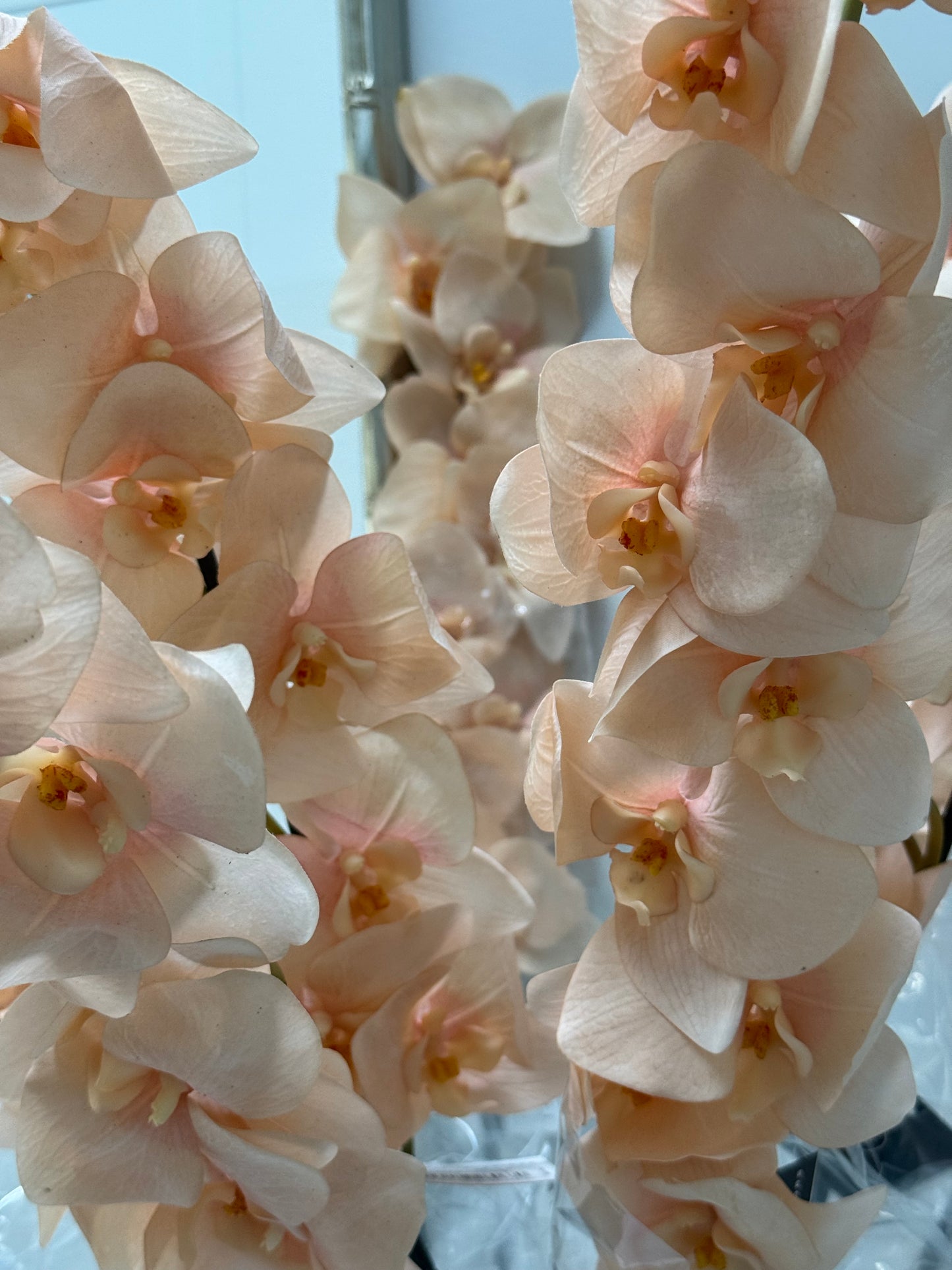Orchid stem-