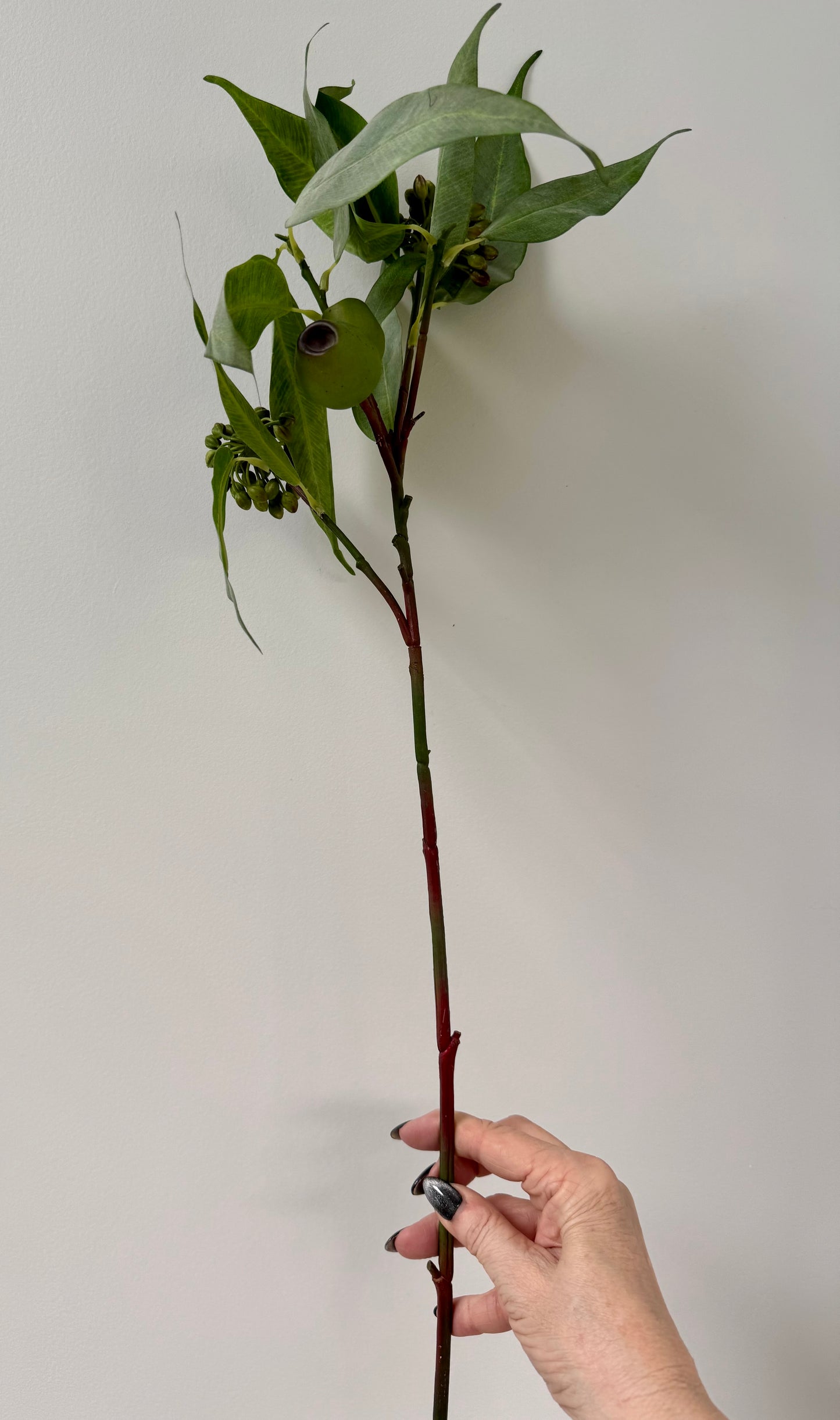 Eucalypt Pod & Seed stem