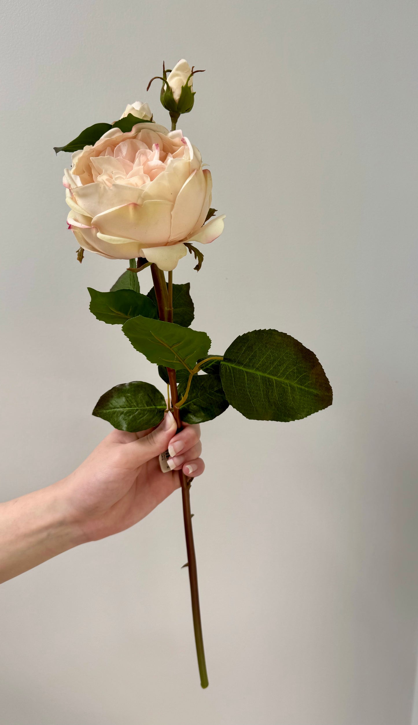 English Rose- Champagne