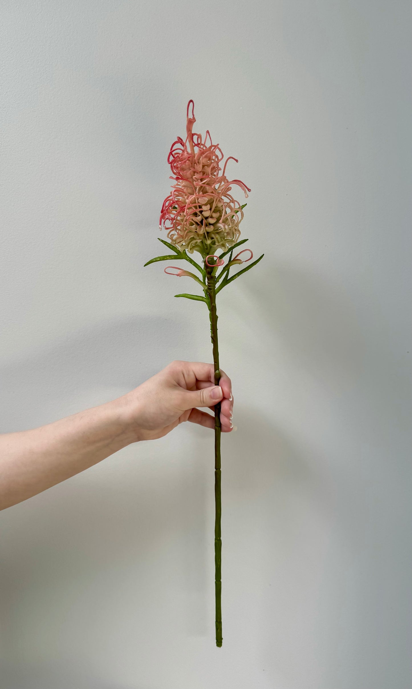 Grevillea- Pink and Green.