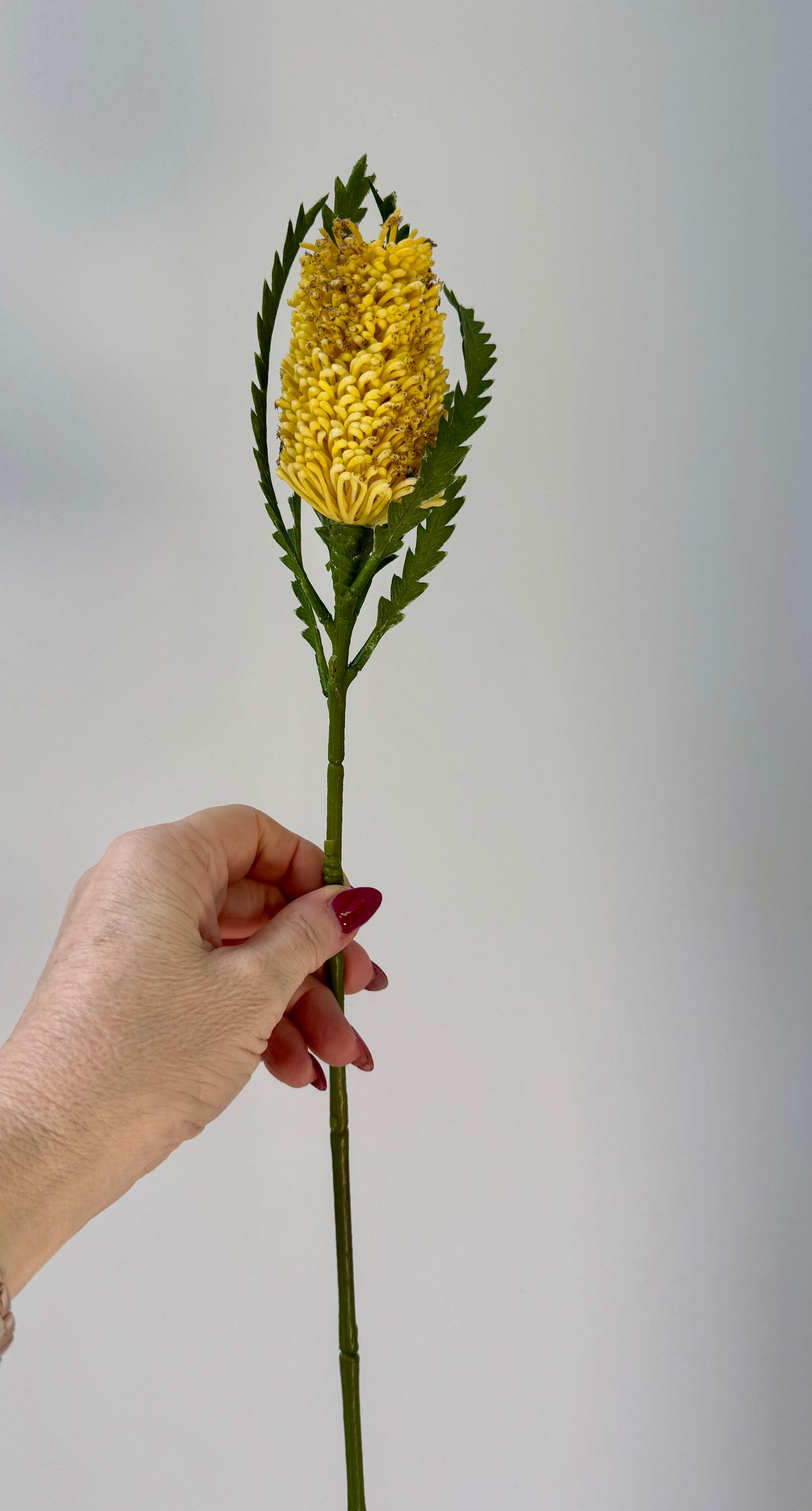 Pencil Banksia-Yellow