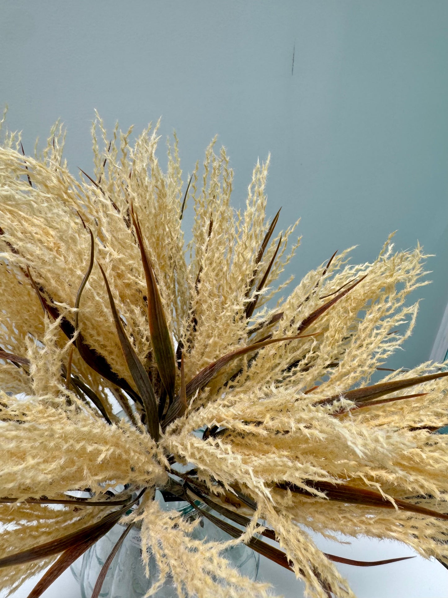 Plume grass-Cream
