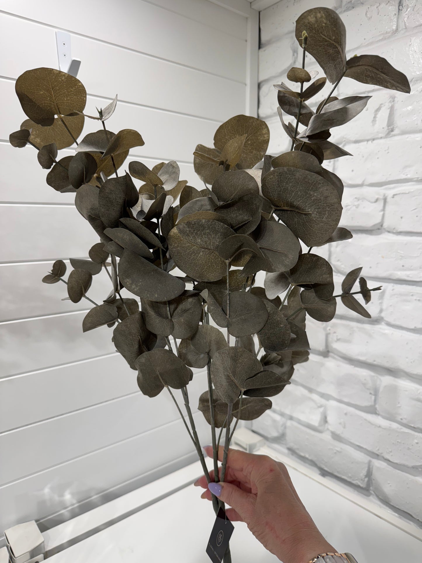 Silver Dollar bush-Coffee