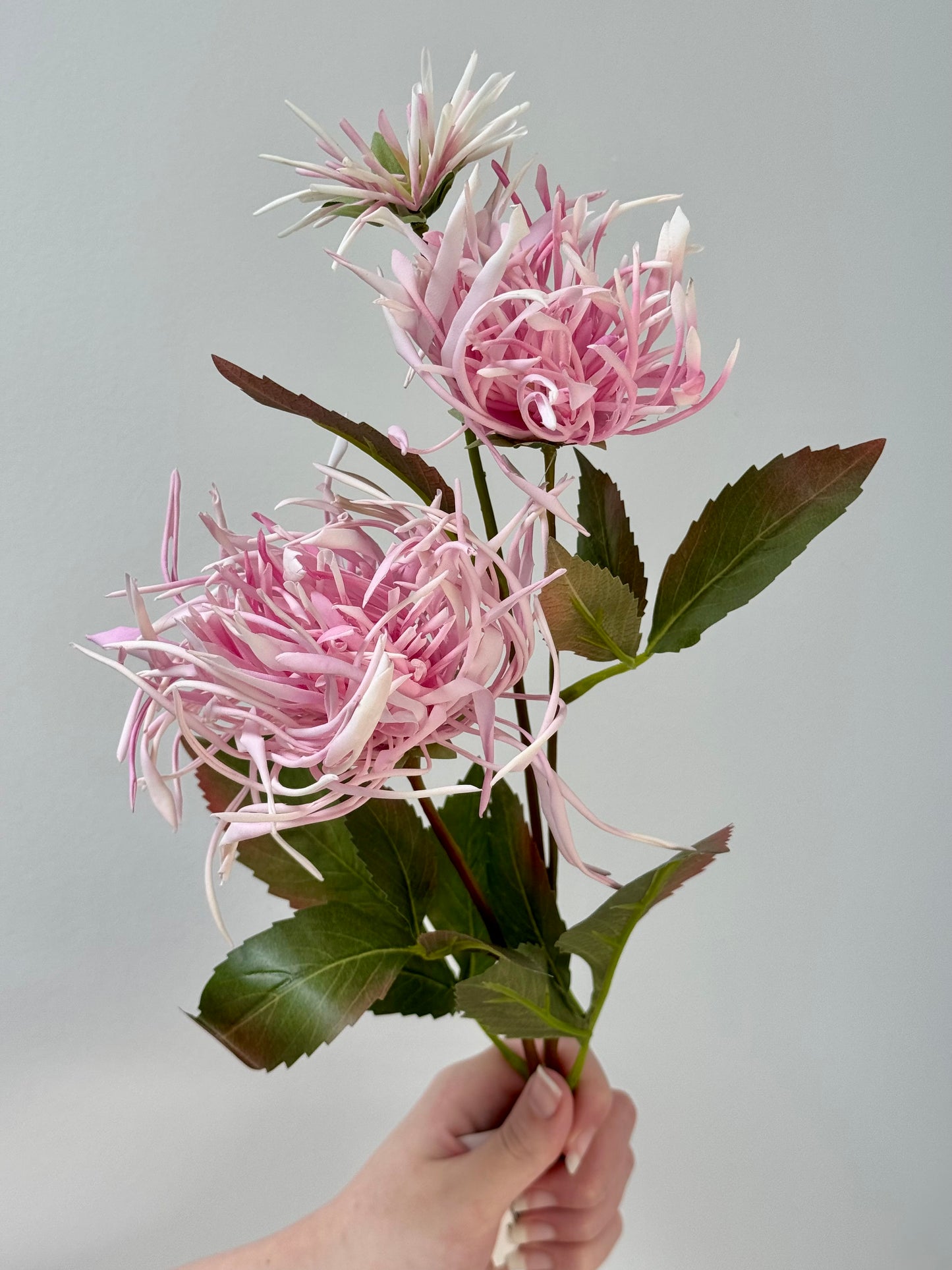 Spider Chrysanthemum Spray- Pink
