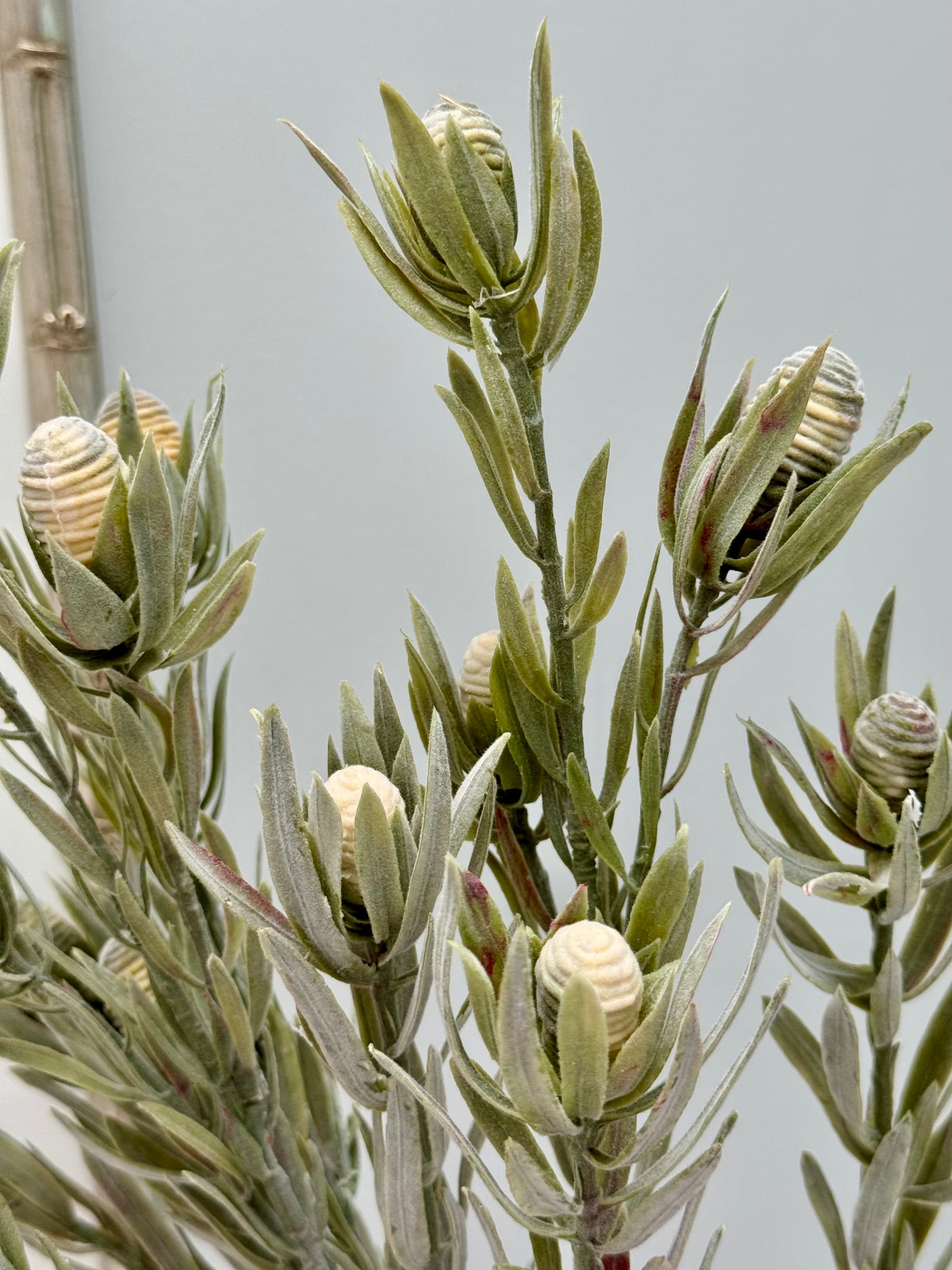 Leucadendron nut spray