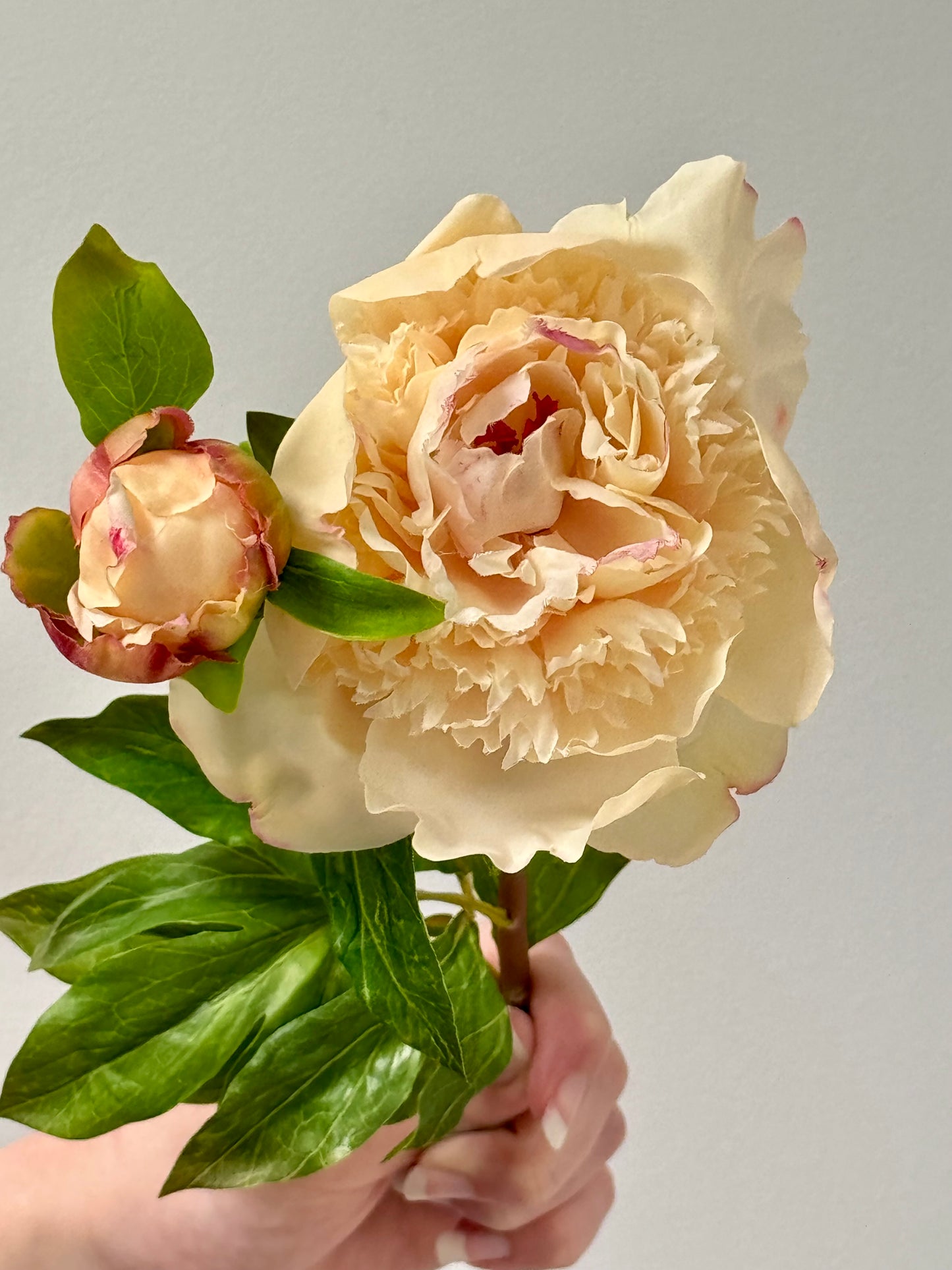Peony- Champagne
