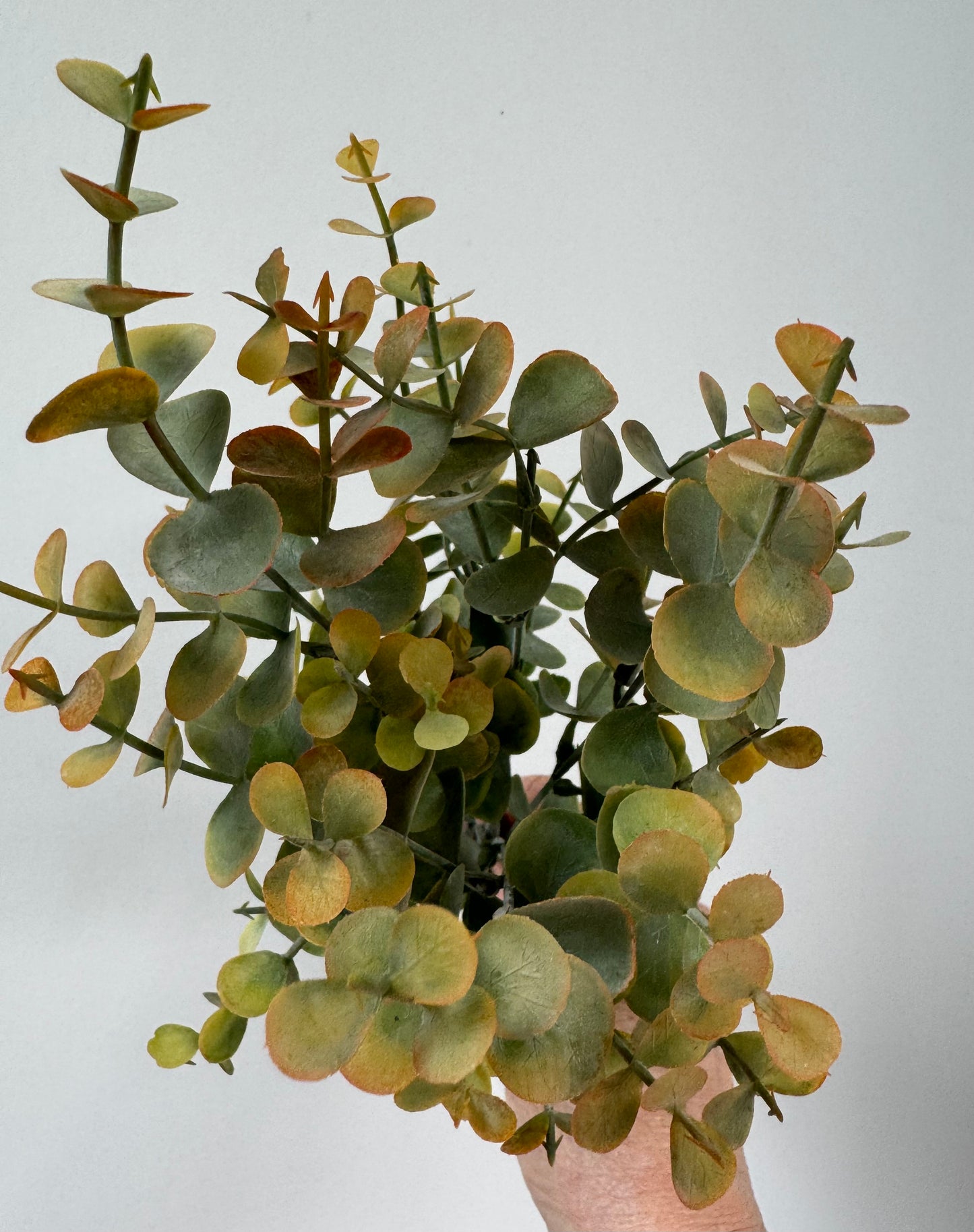 Eucalypt bunch-Rust green