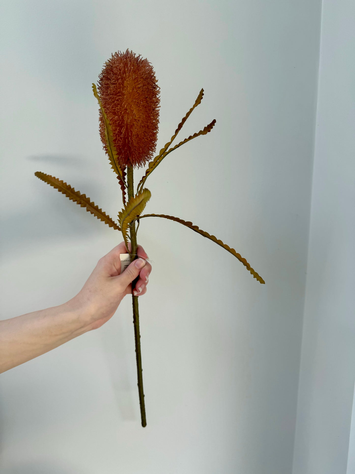 Banksia Serrata- Rust