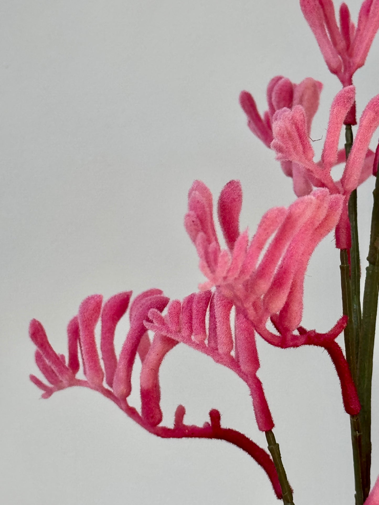 Kangeroo Paw- Pink