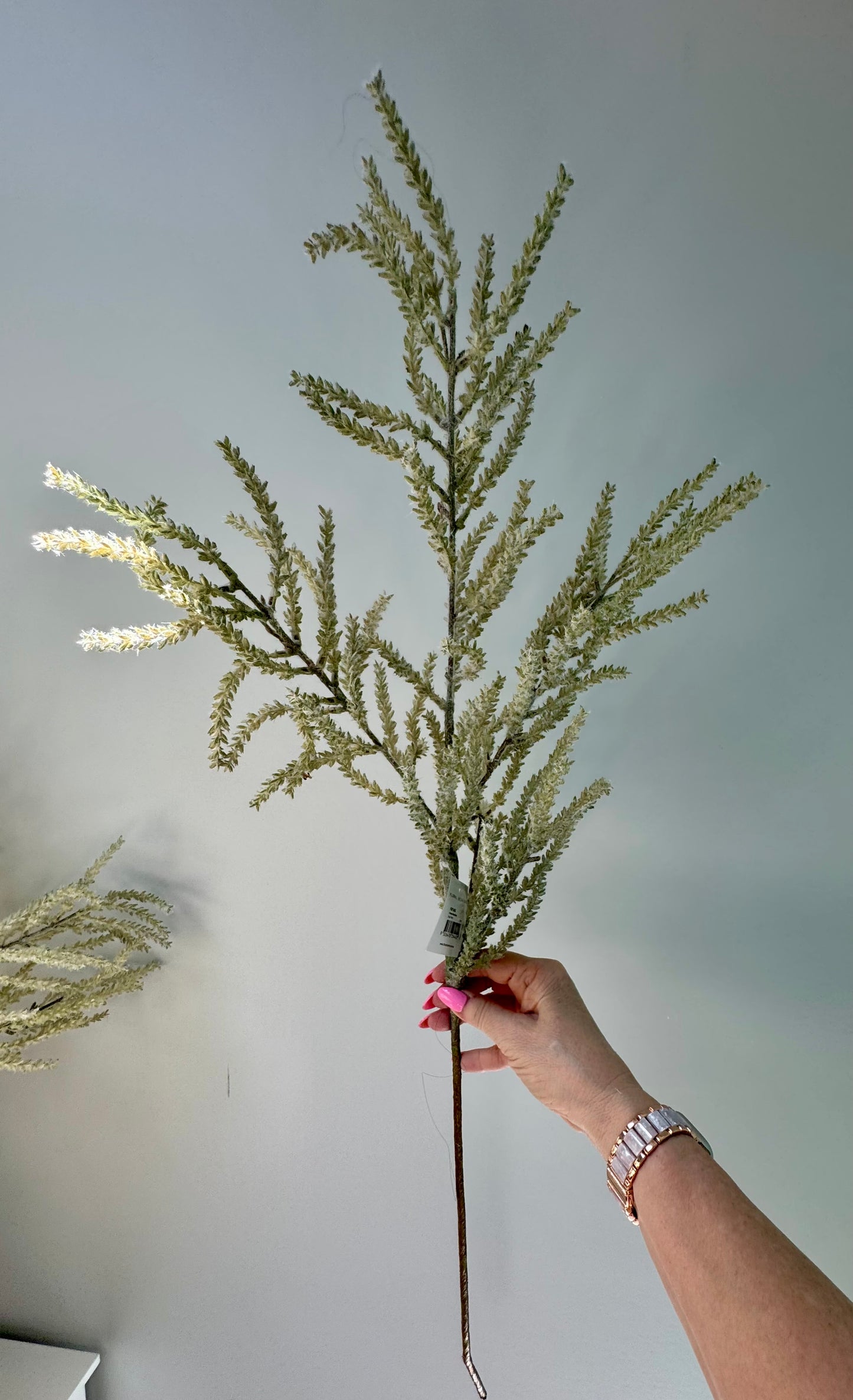 Pampas Grass- Green
