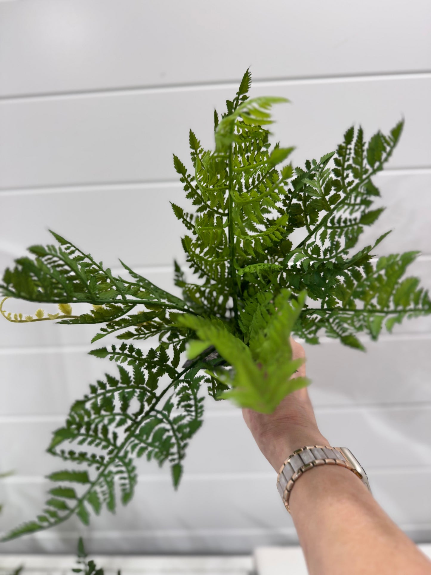 Leather fern bush