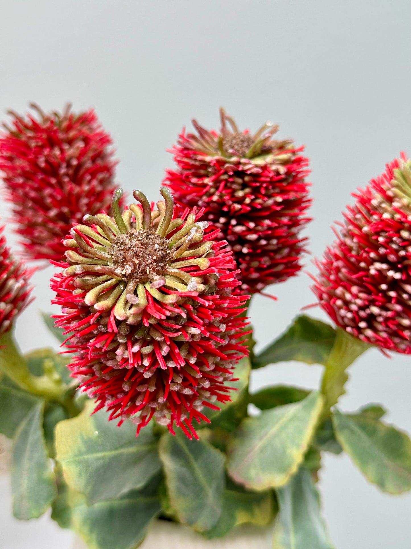 Leucospermum- Red