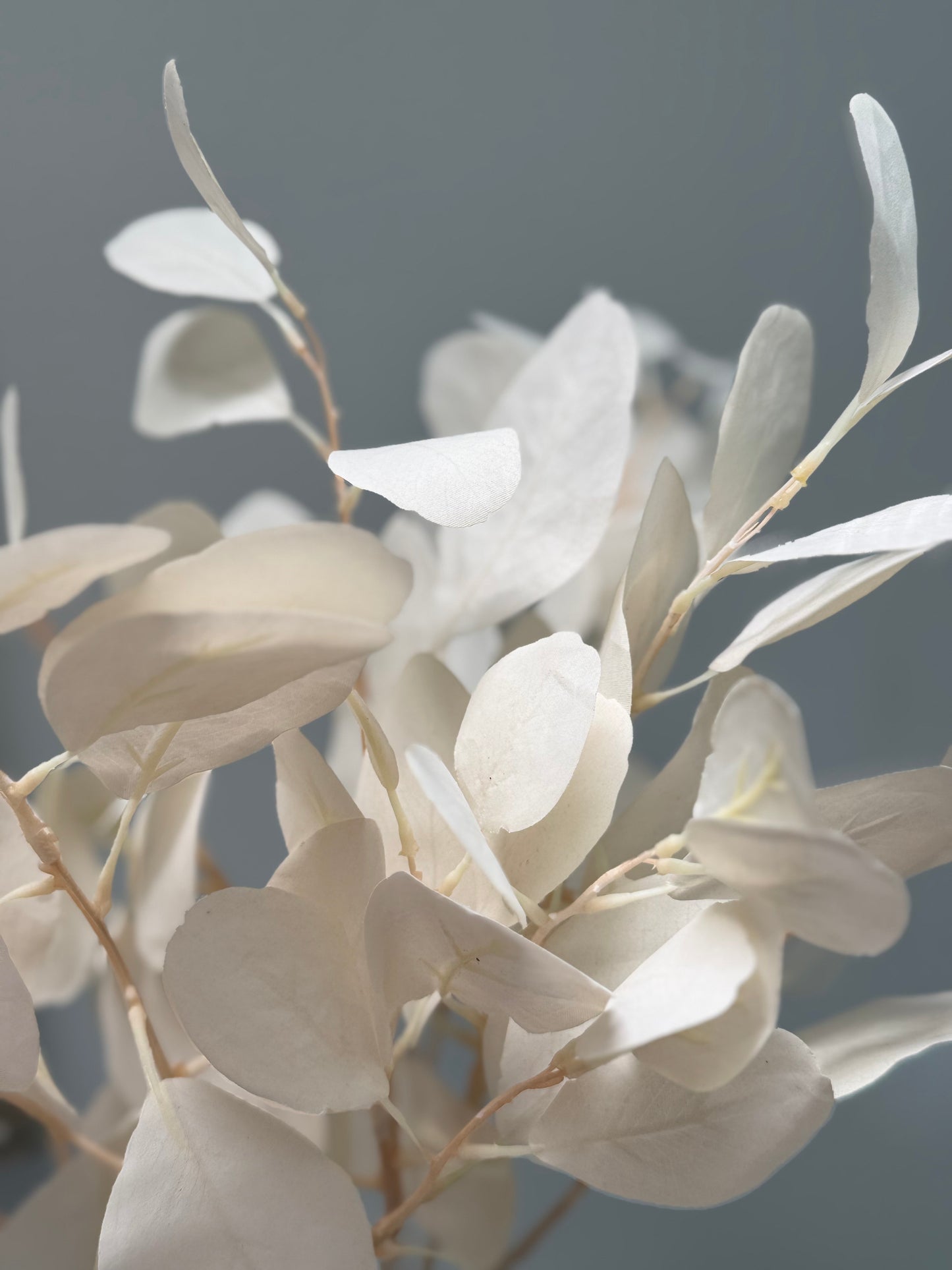 Silver Dollar-White
